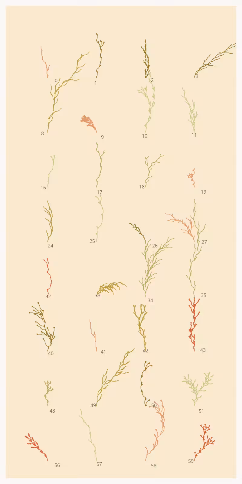 Seaweed Study #4