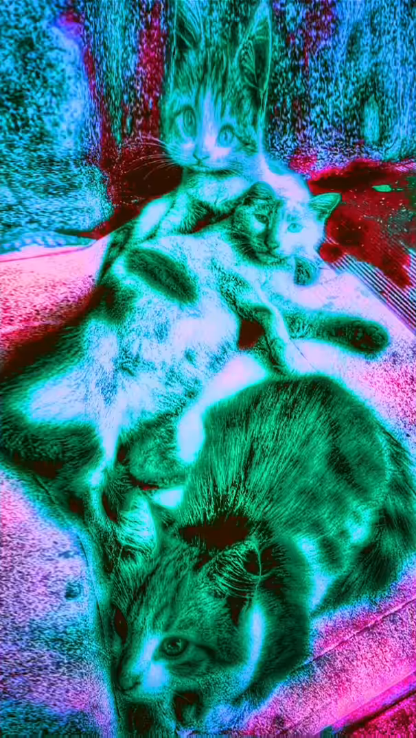 ABC 39 (Sufi Cats)