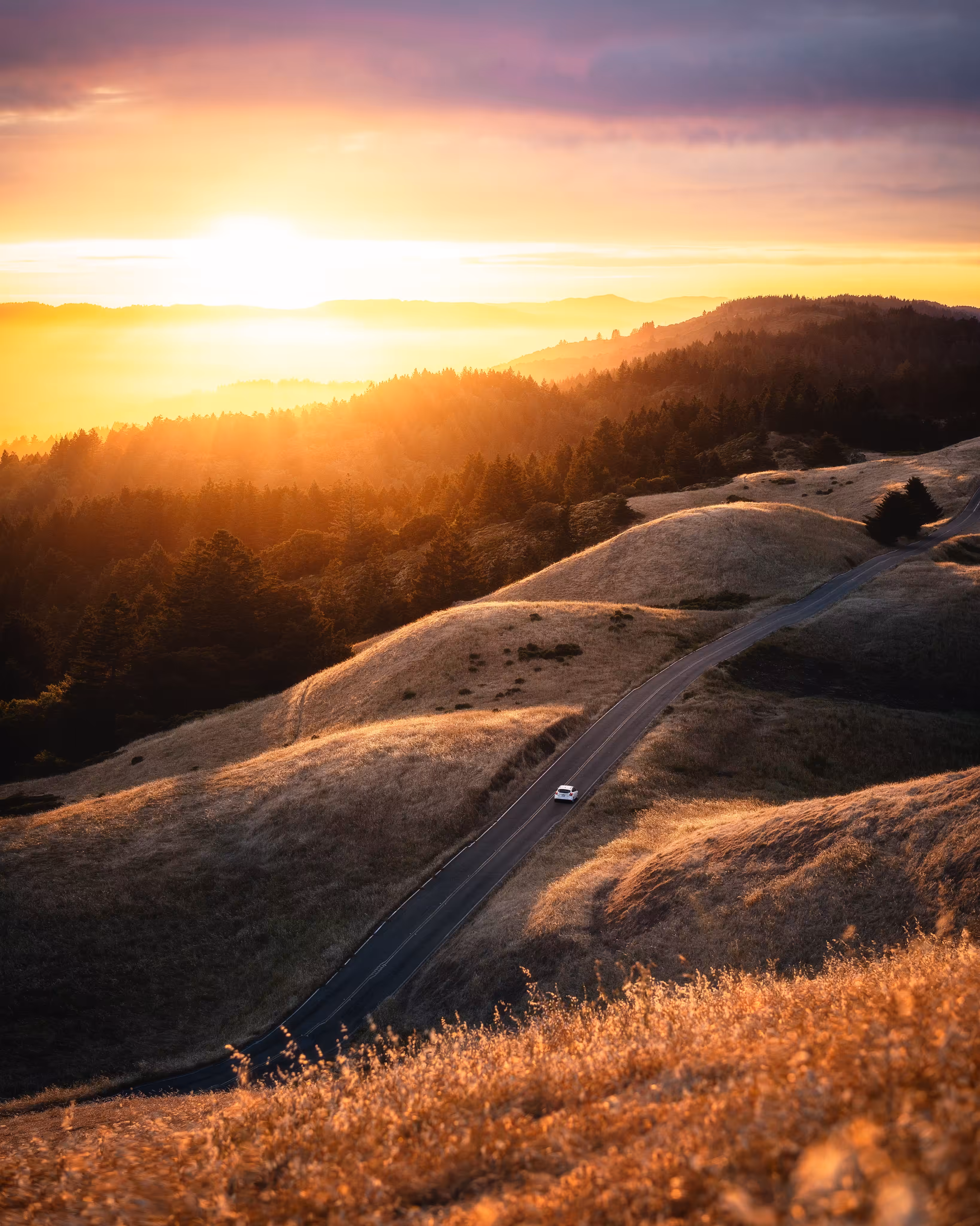 Bay Beginnings #21 // Hills of Gold
