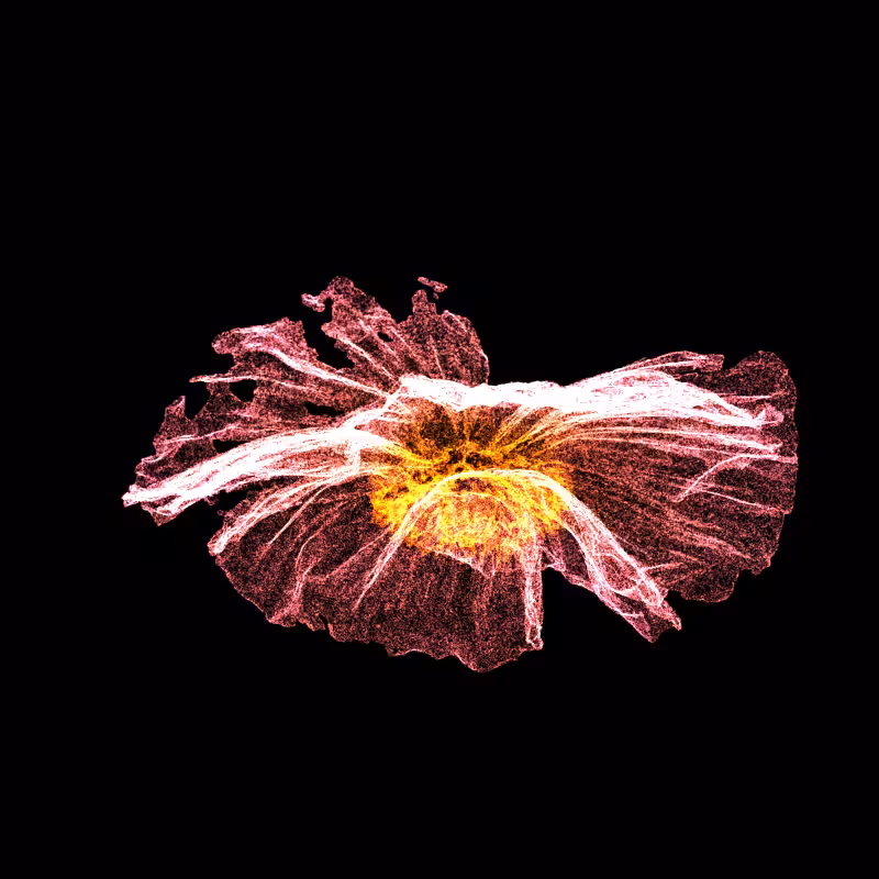 White Poppy 30 #113