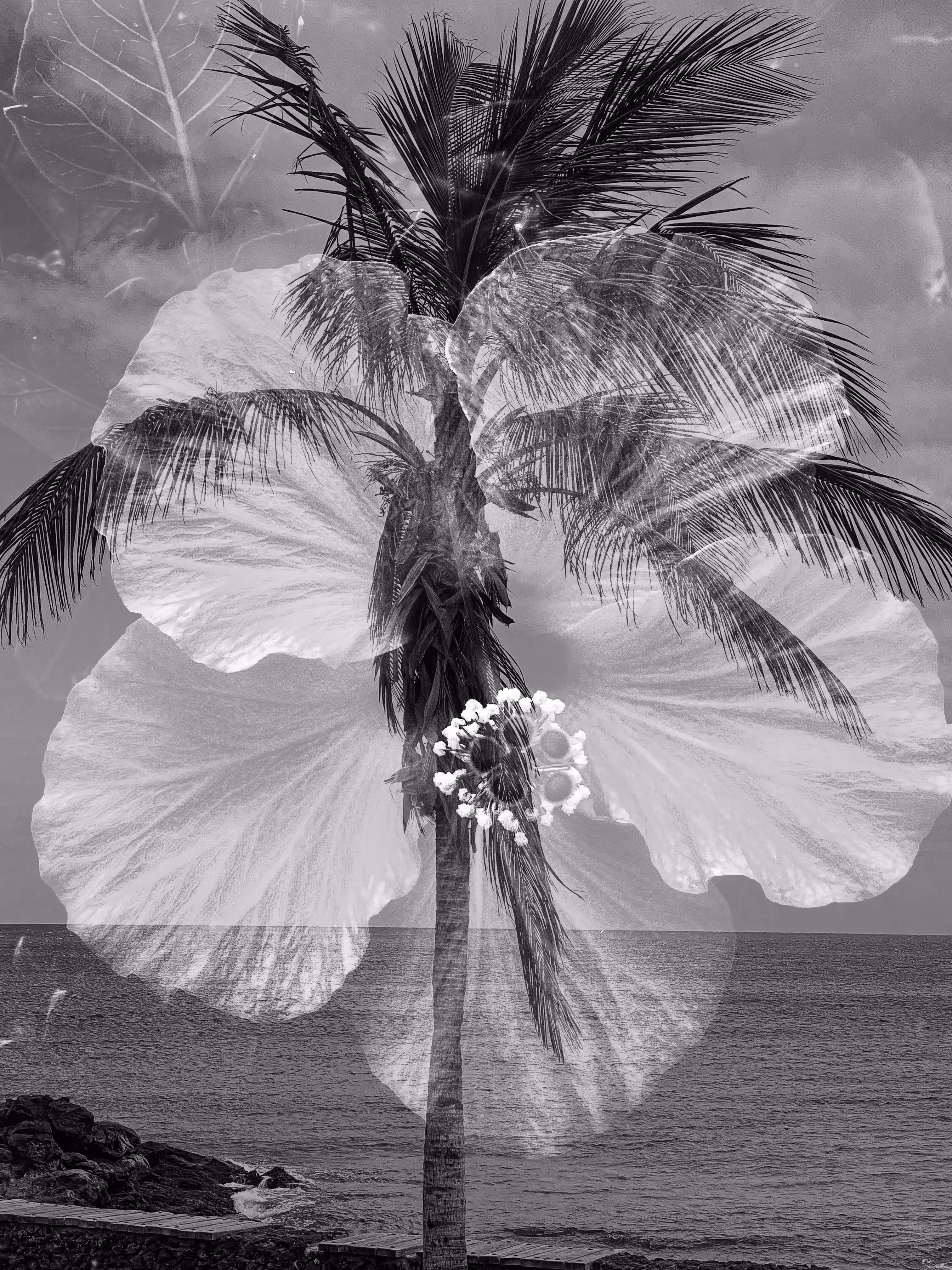 Dreaming of Paradise