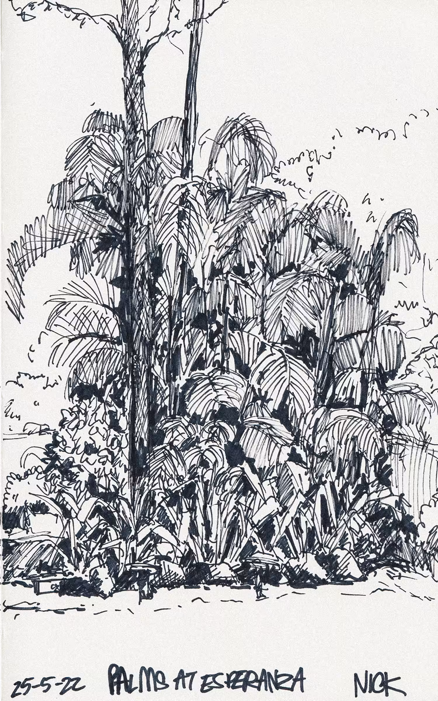 Palms at Esperanza