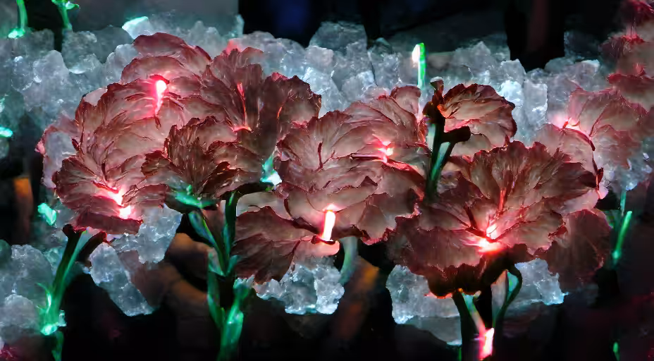 Glowing Carnation