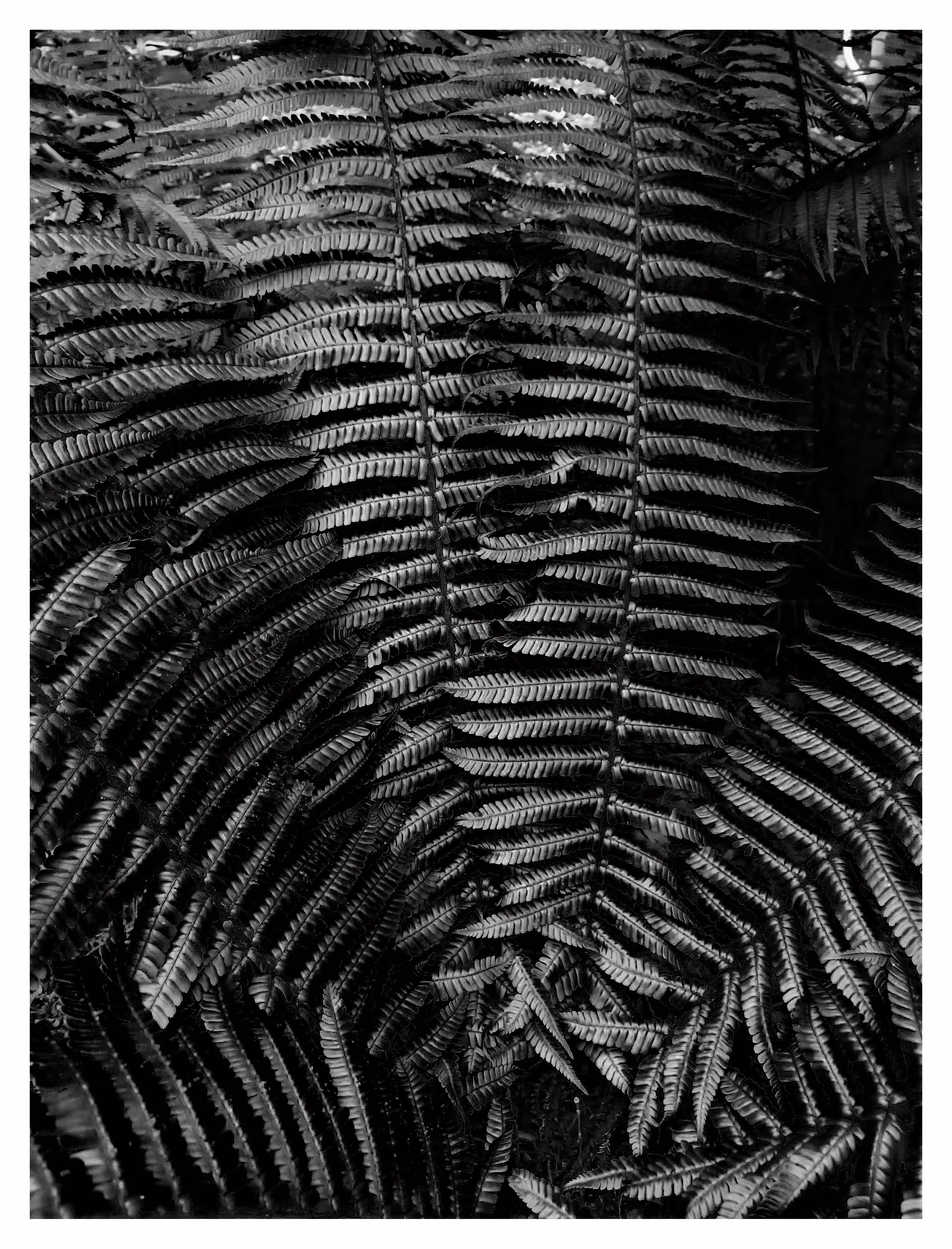 FLORA 4