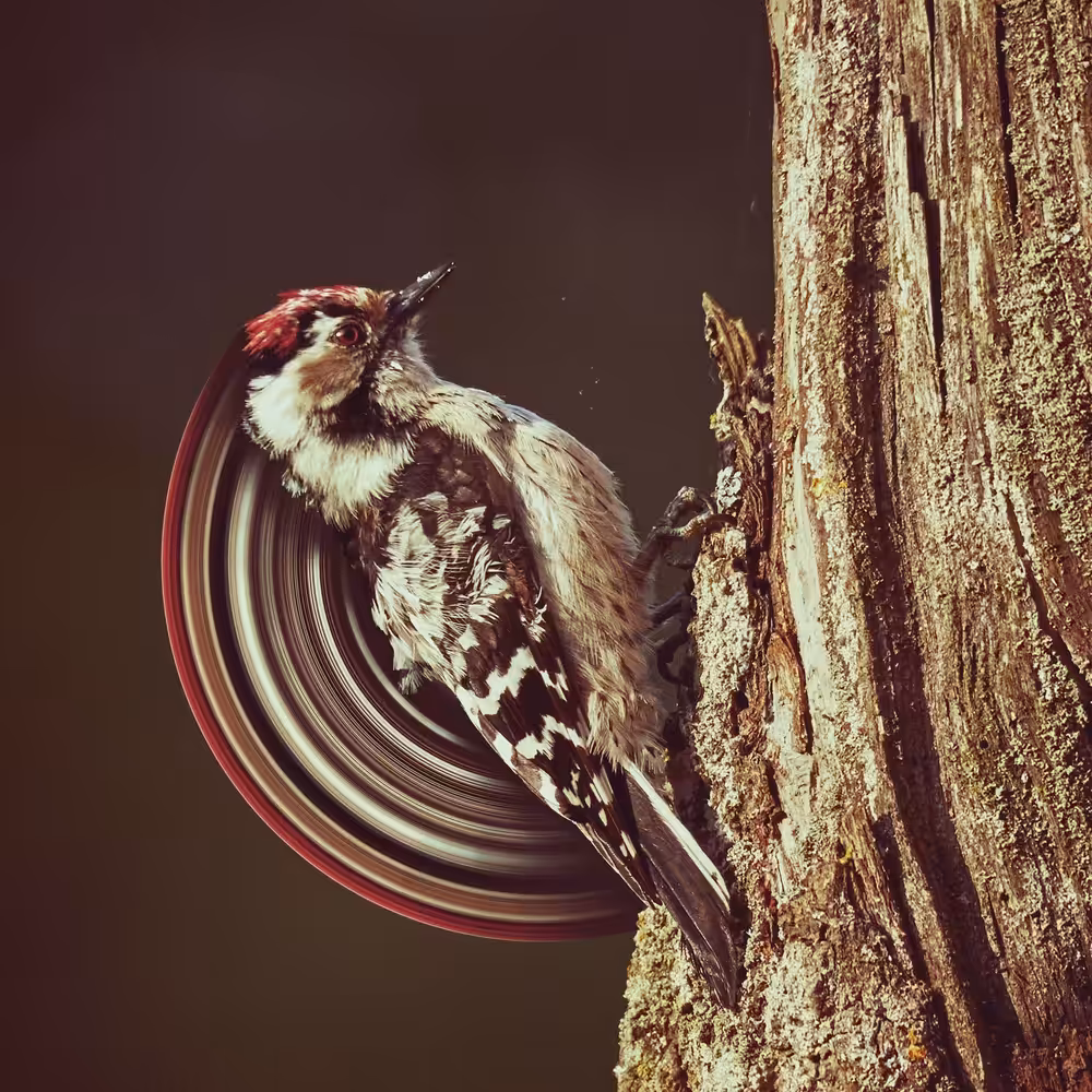 Woodpecker
