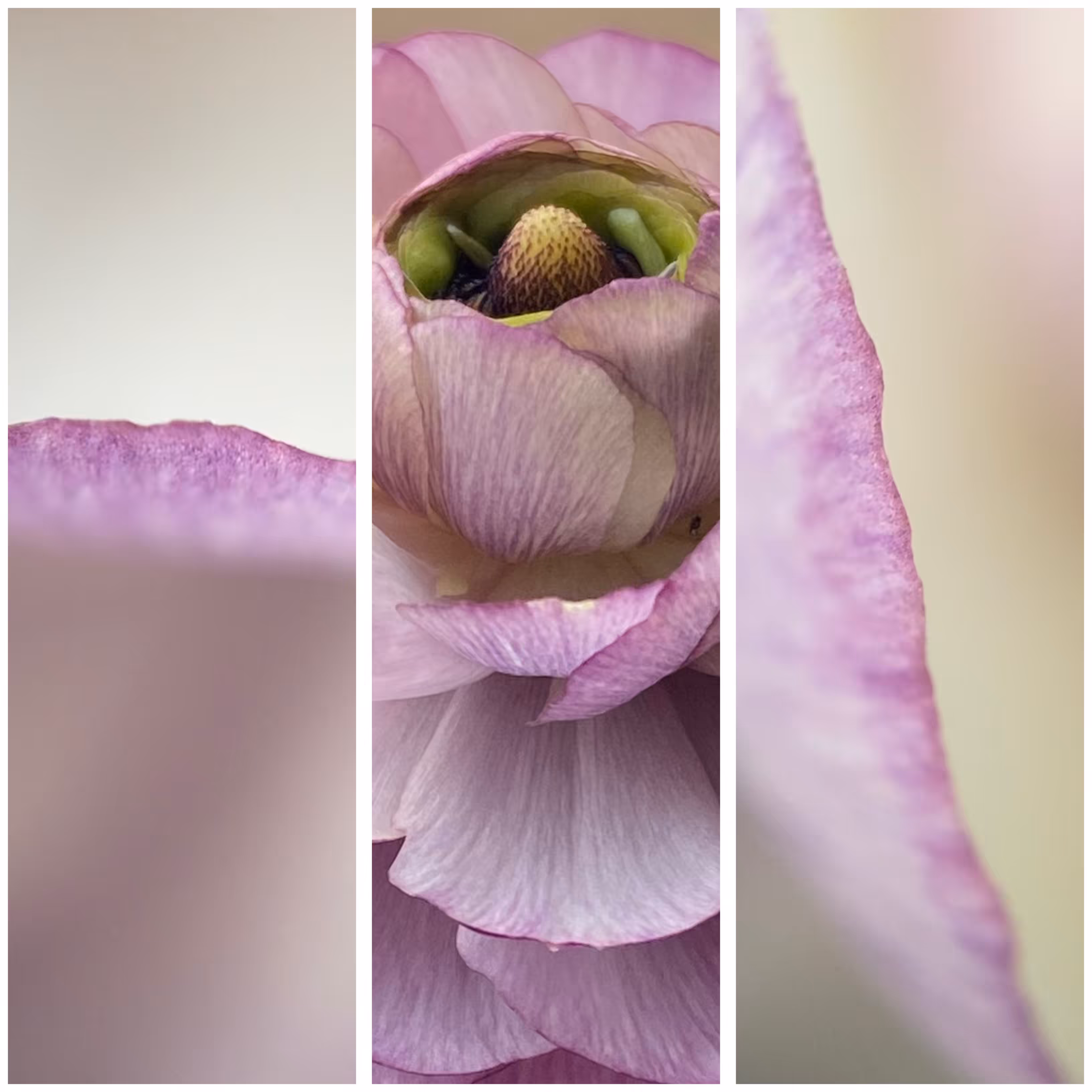 Soft Whispers #3 : Violet Caress 💜