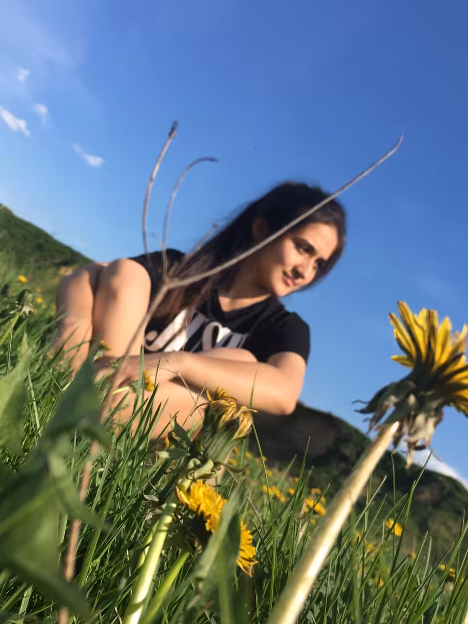 Dandelion