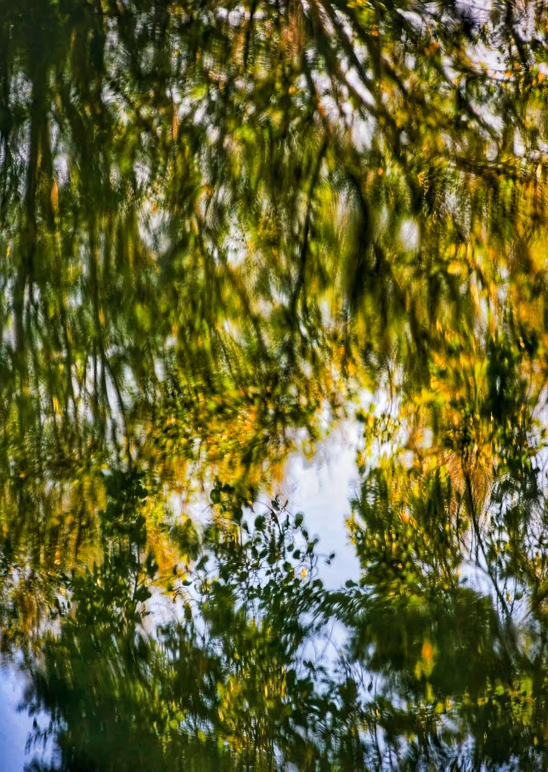 Nature's Reflection
