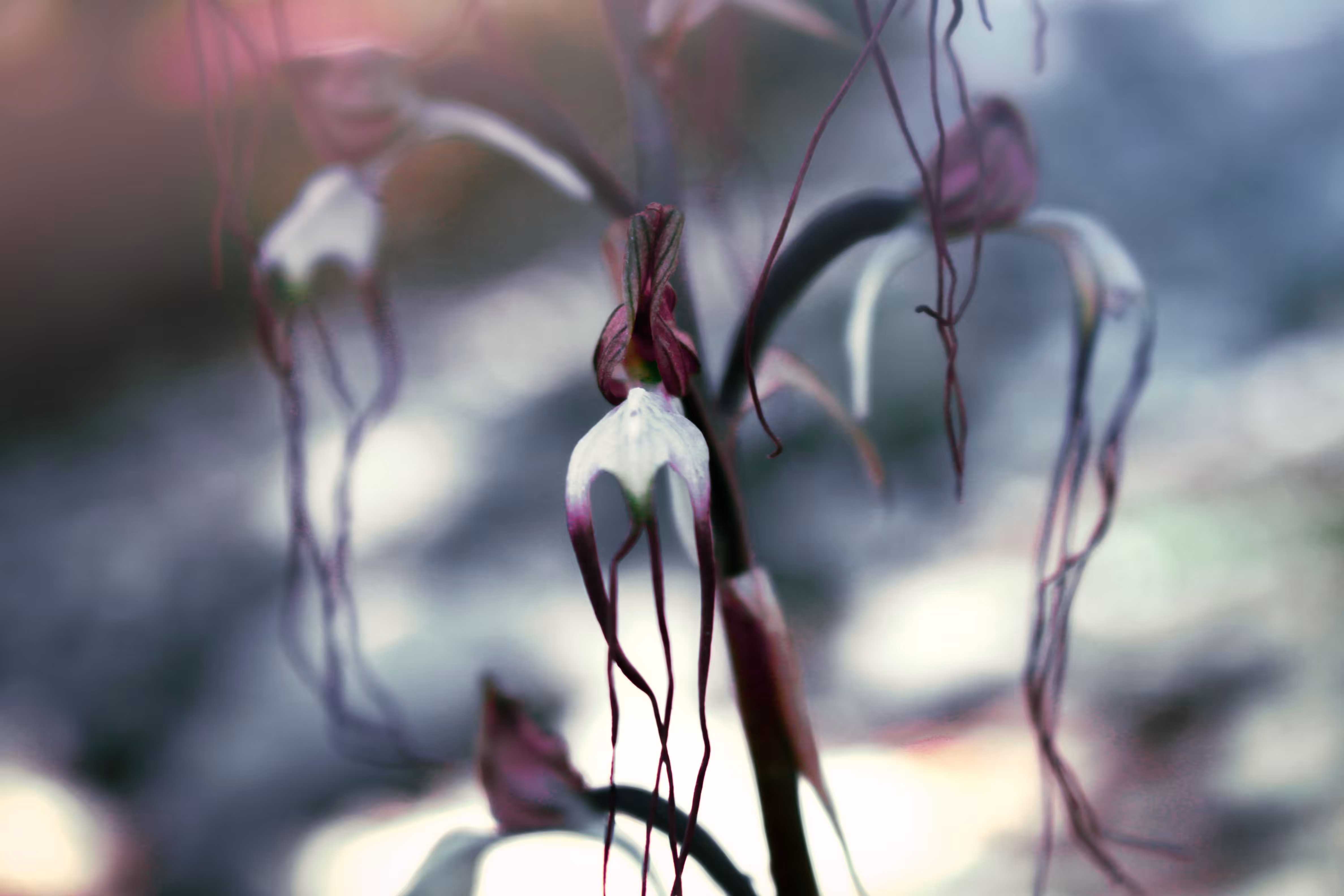 Himantoglossum comperianum