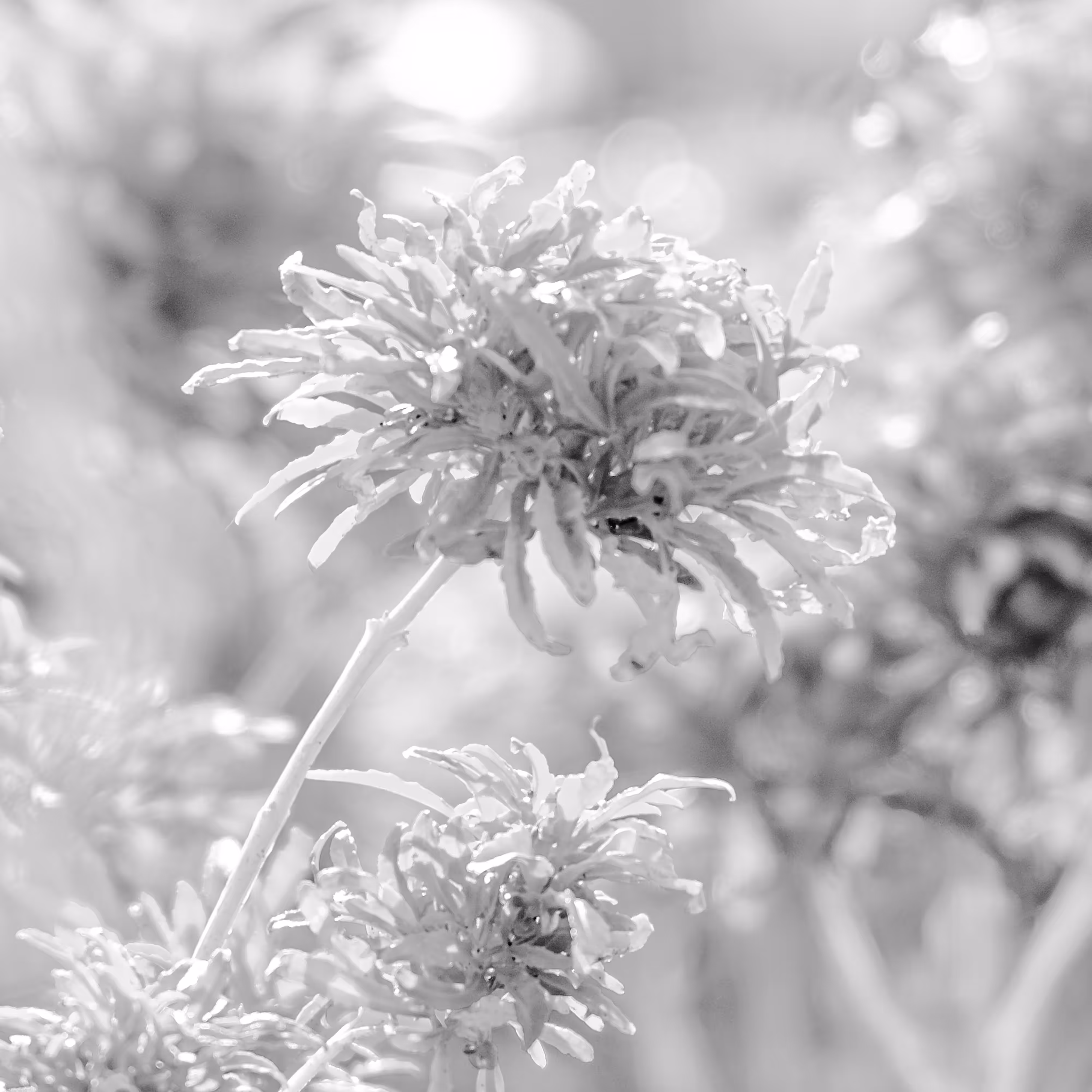 plants are living things 7.