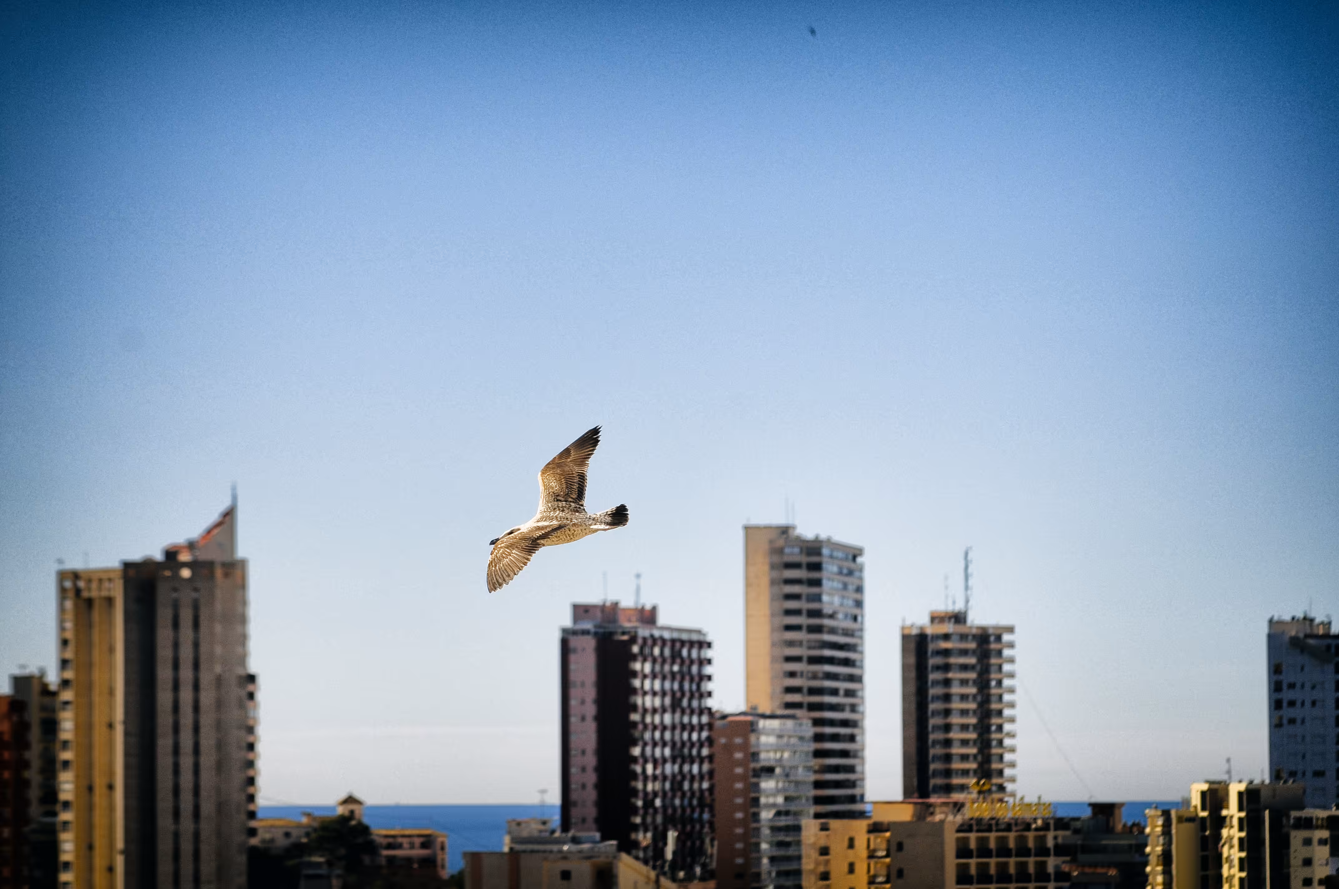 compendium: The dance of the urban nomad