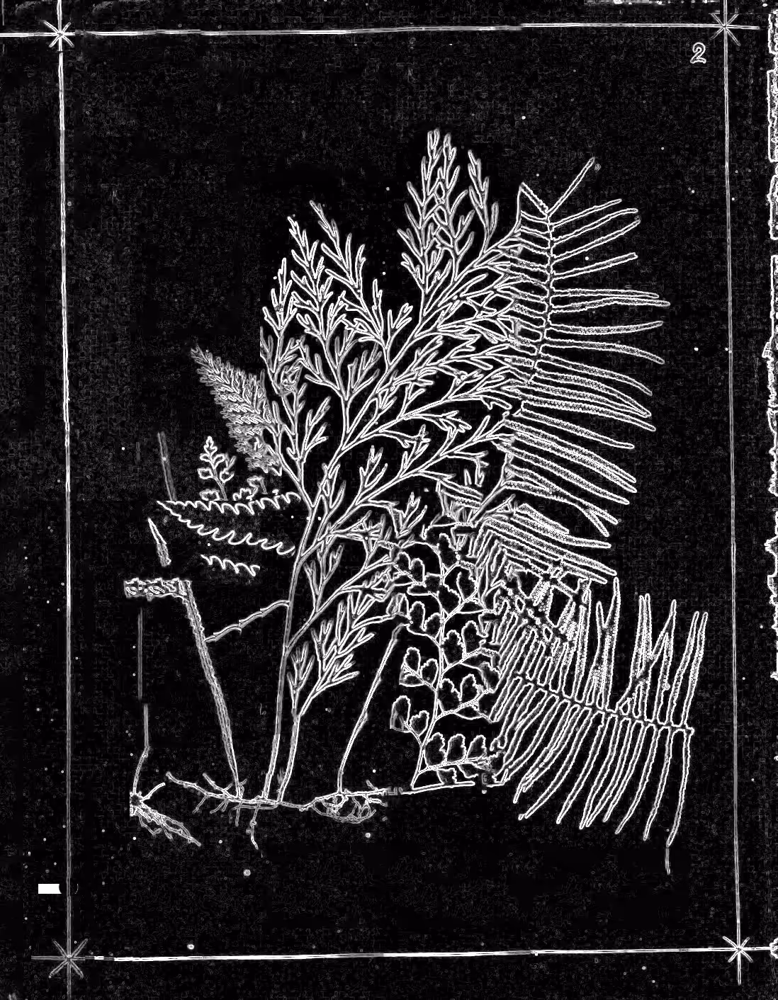 Metafern [n]