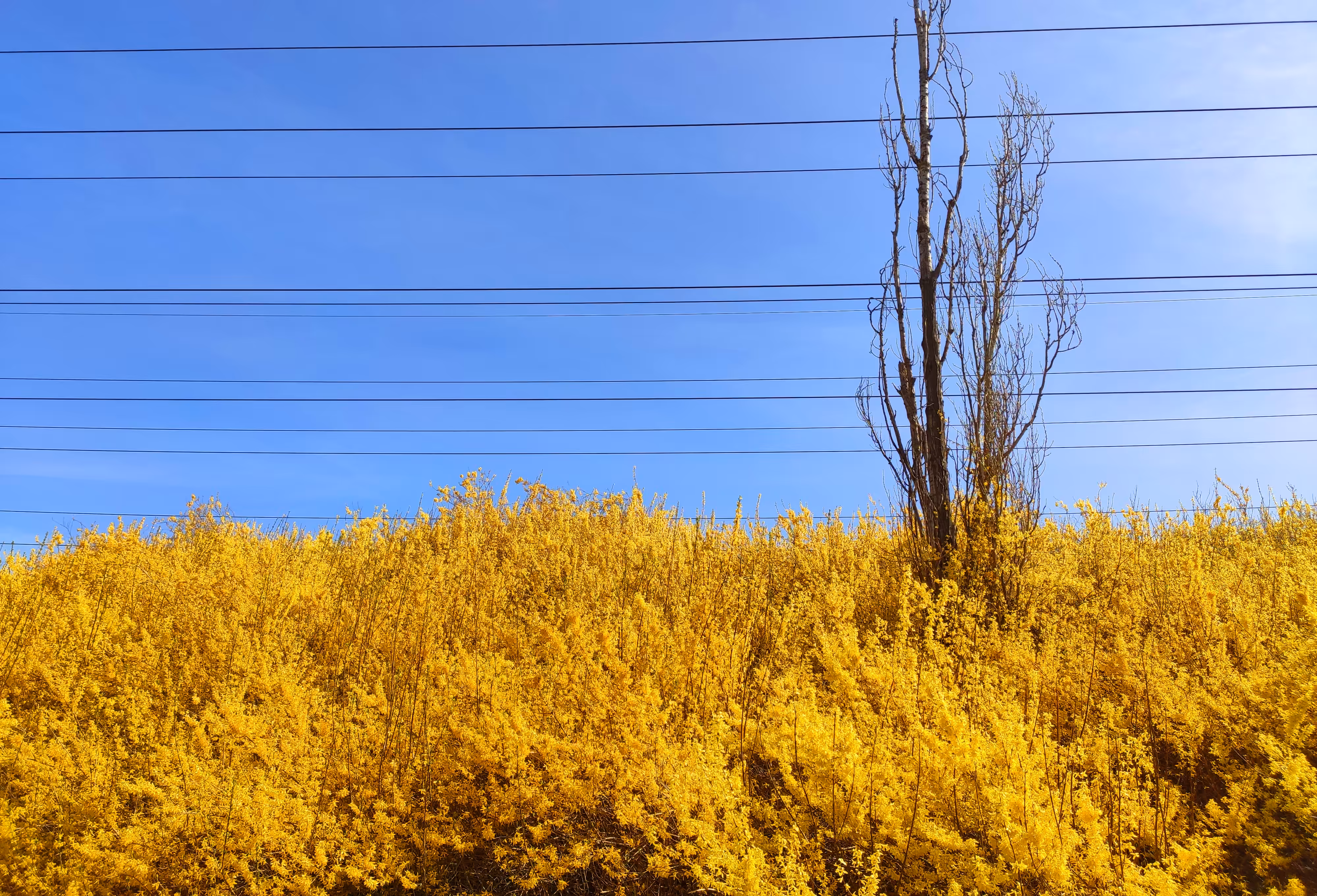 Bright Horizon
