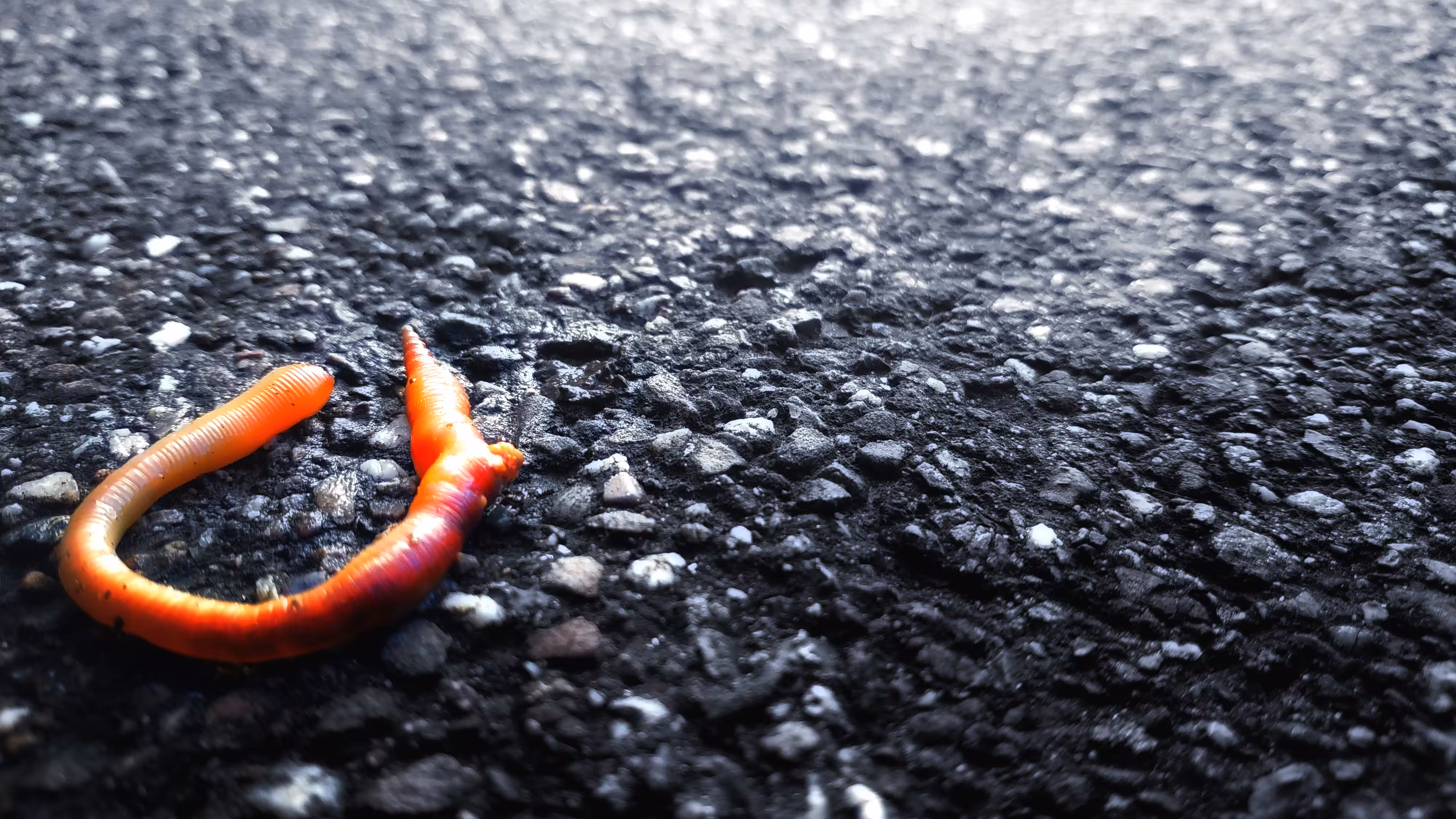 Dead worm