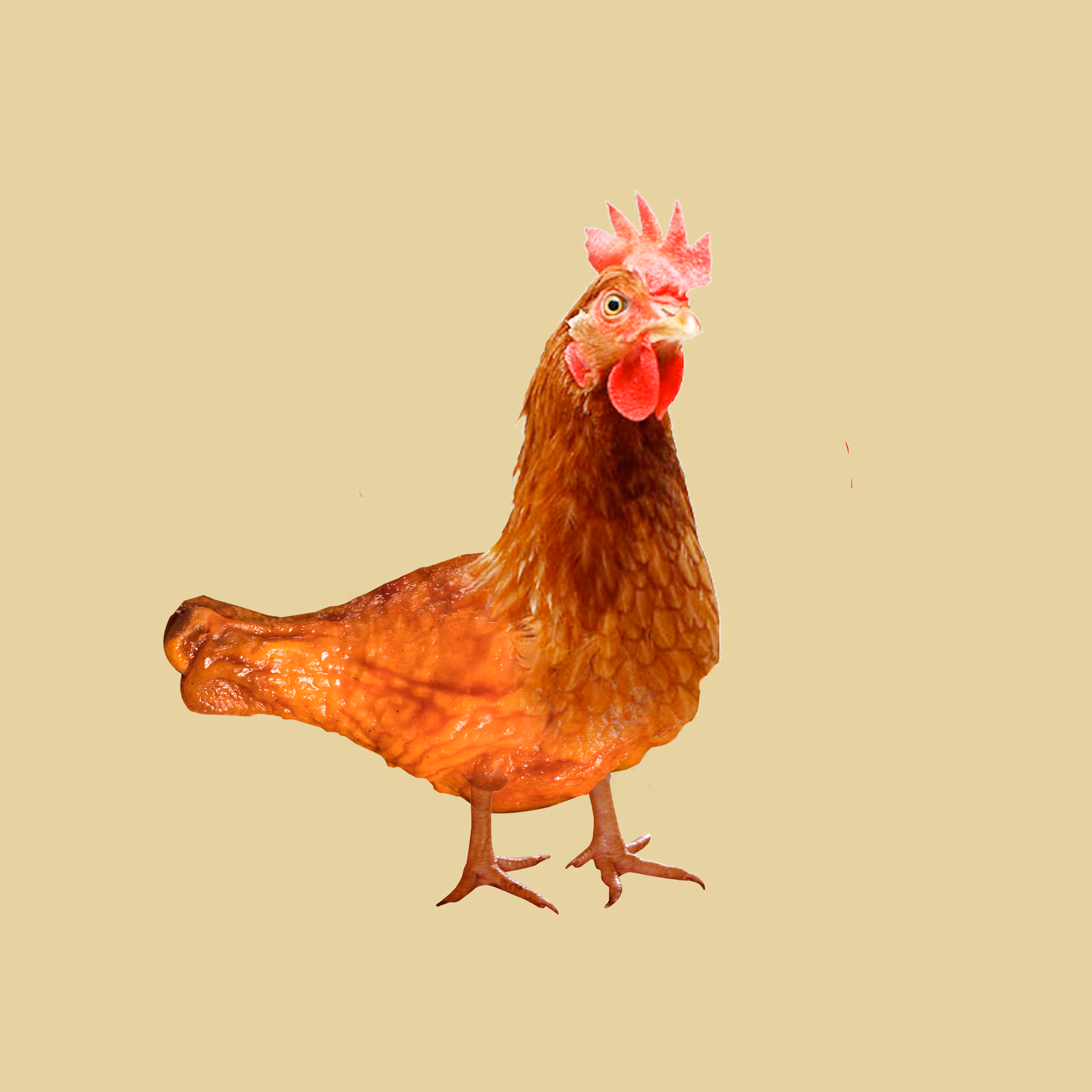 Chicken & Chicken