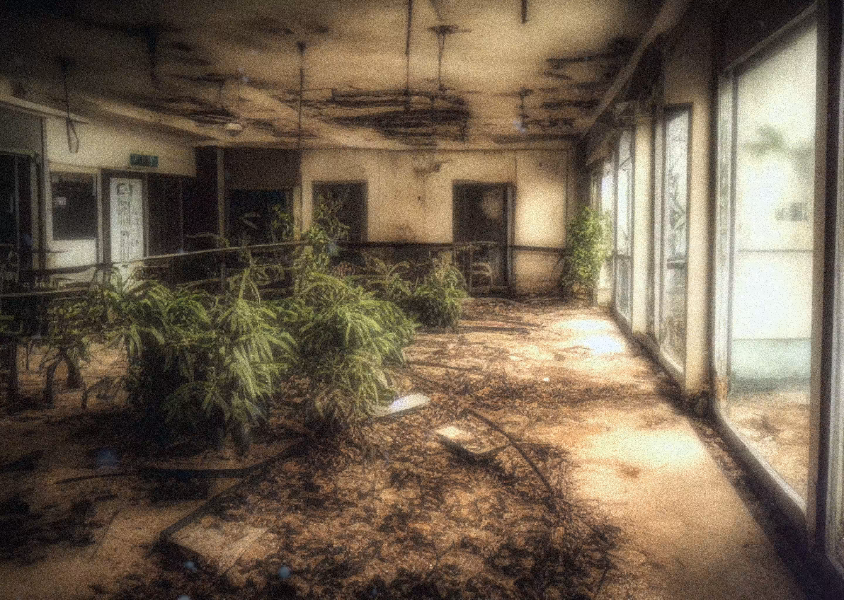 Urban decay dream #007