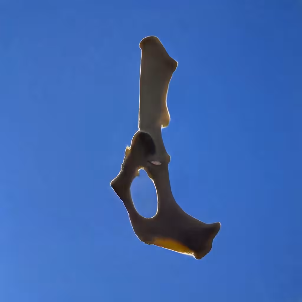 Bones In The Sky Marfa No. 59