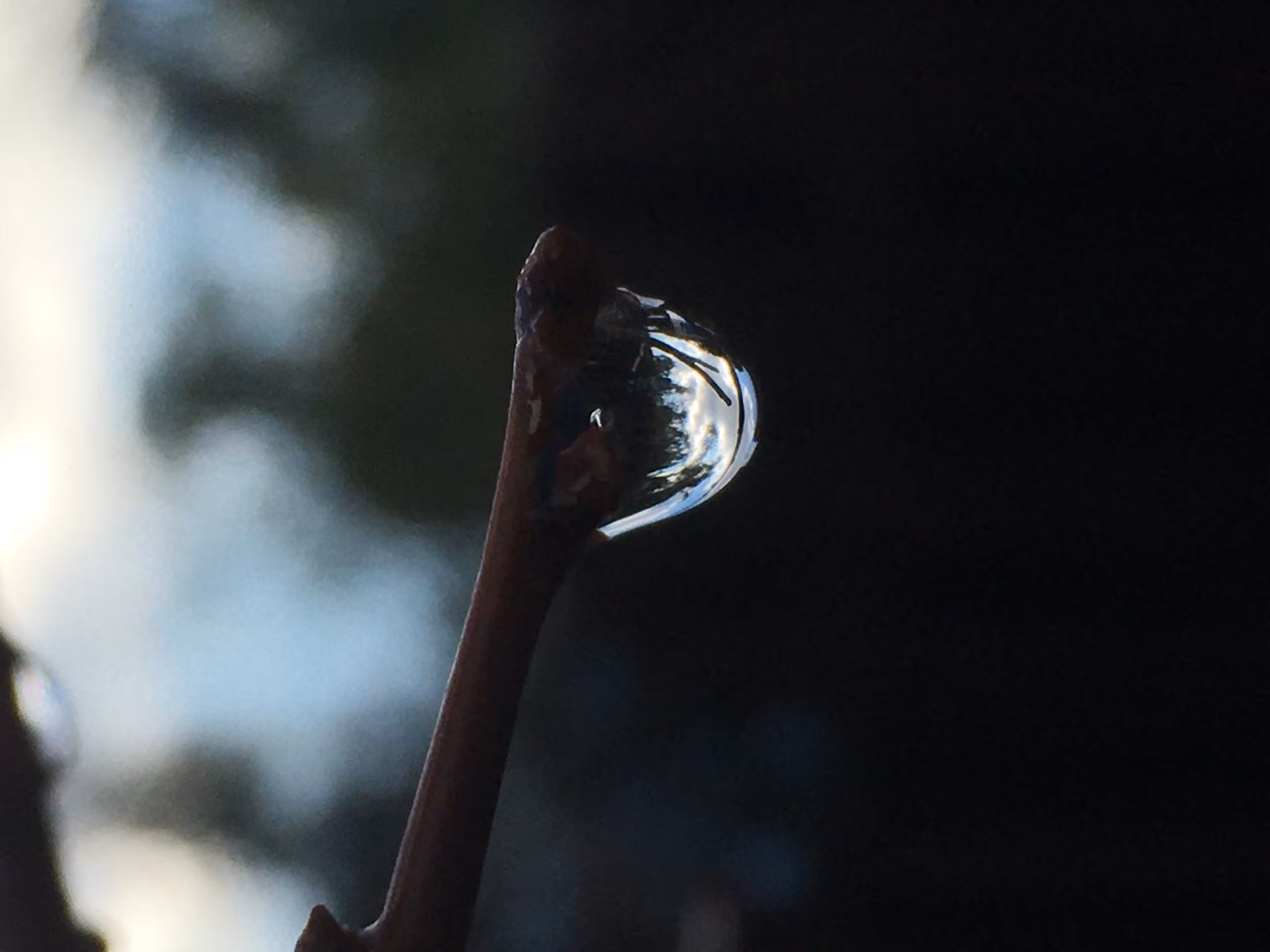 The World In A Droplet