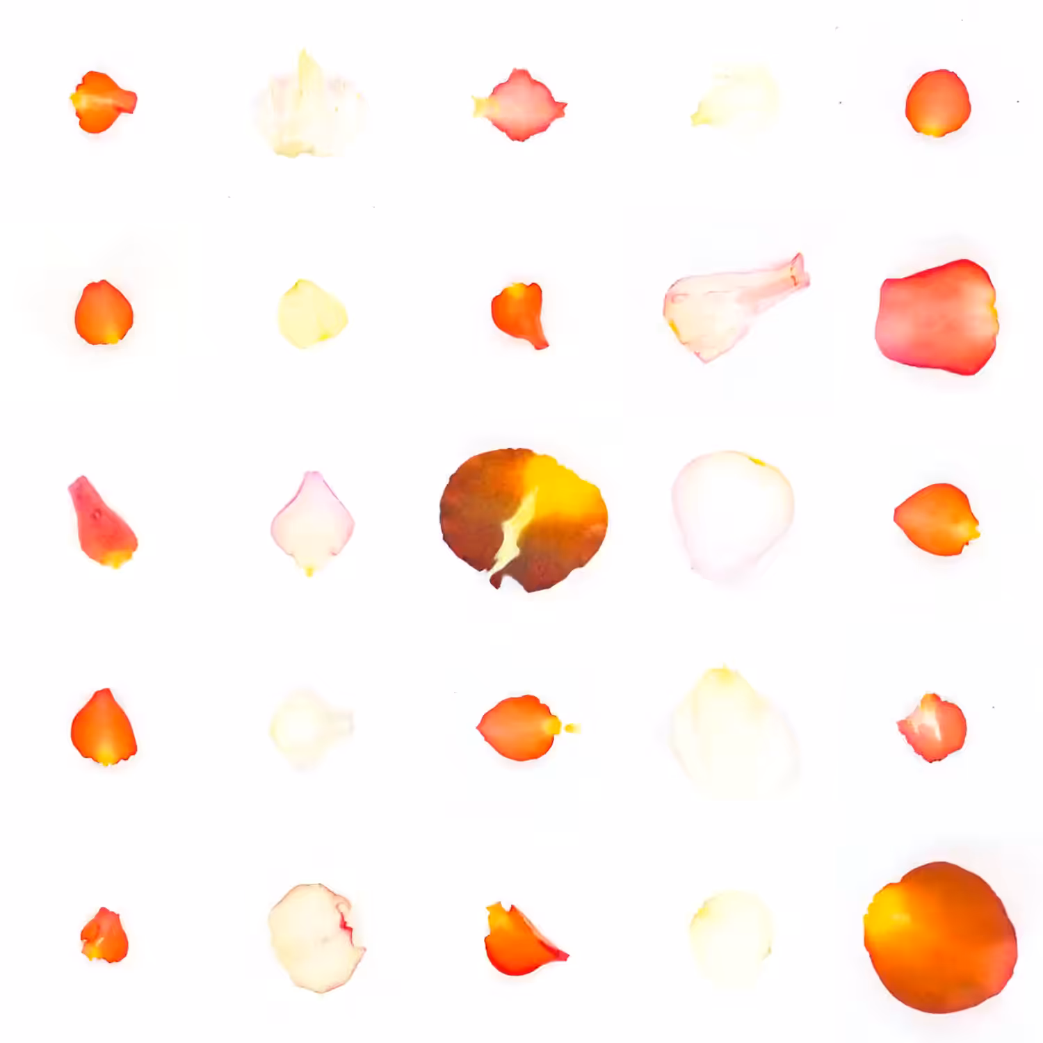 Infinite Petals 5x5#1156