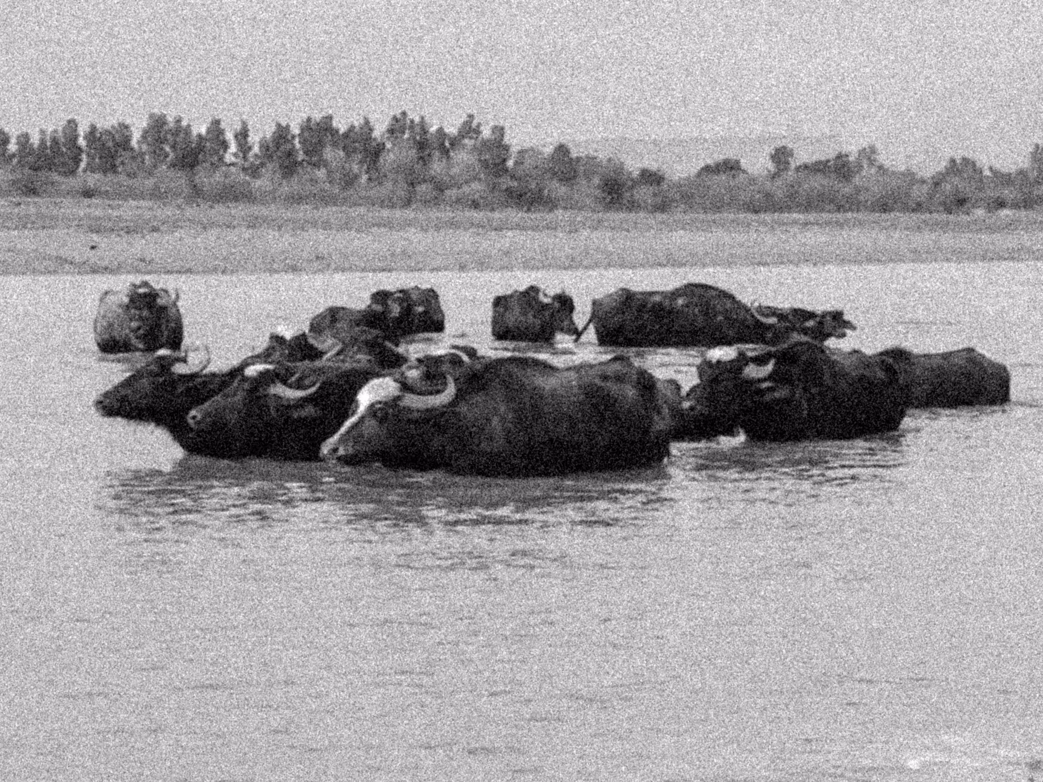 Buffaloes of southern Iran/ Shushtar