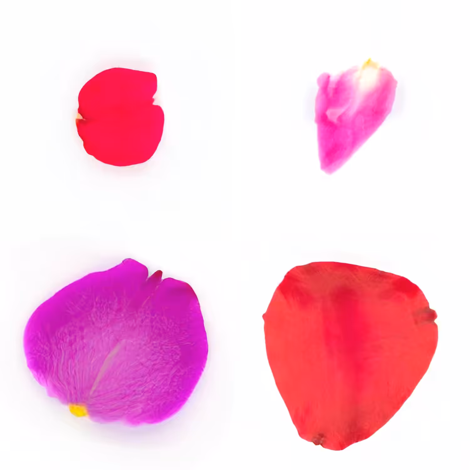 Infinite Petals 2x2#3966
