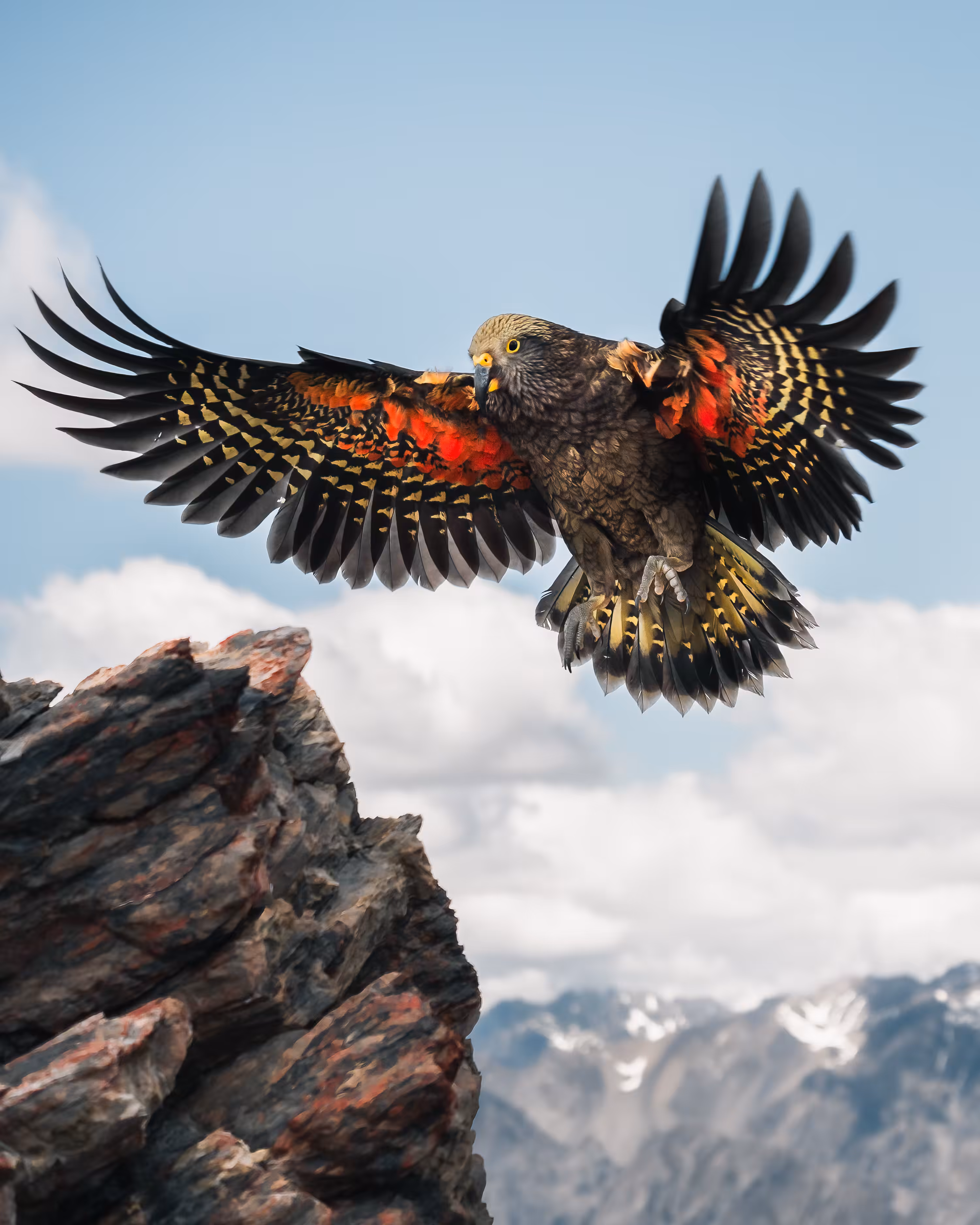 Mountain Parrot