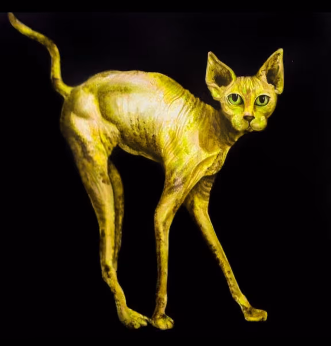 Yellow cat