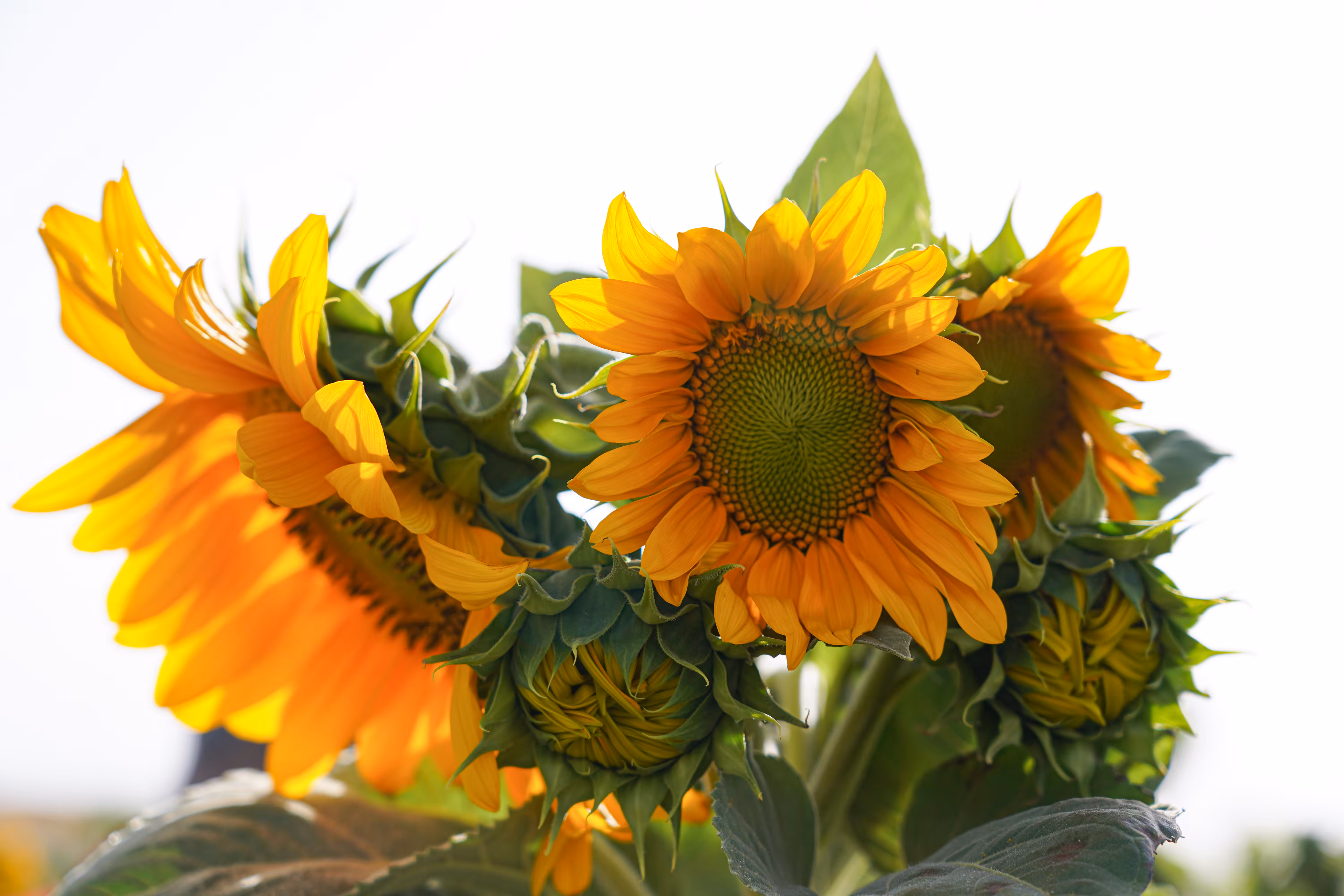 The Beginning of the Sun Dance