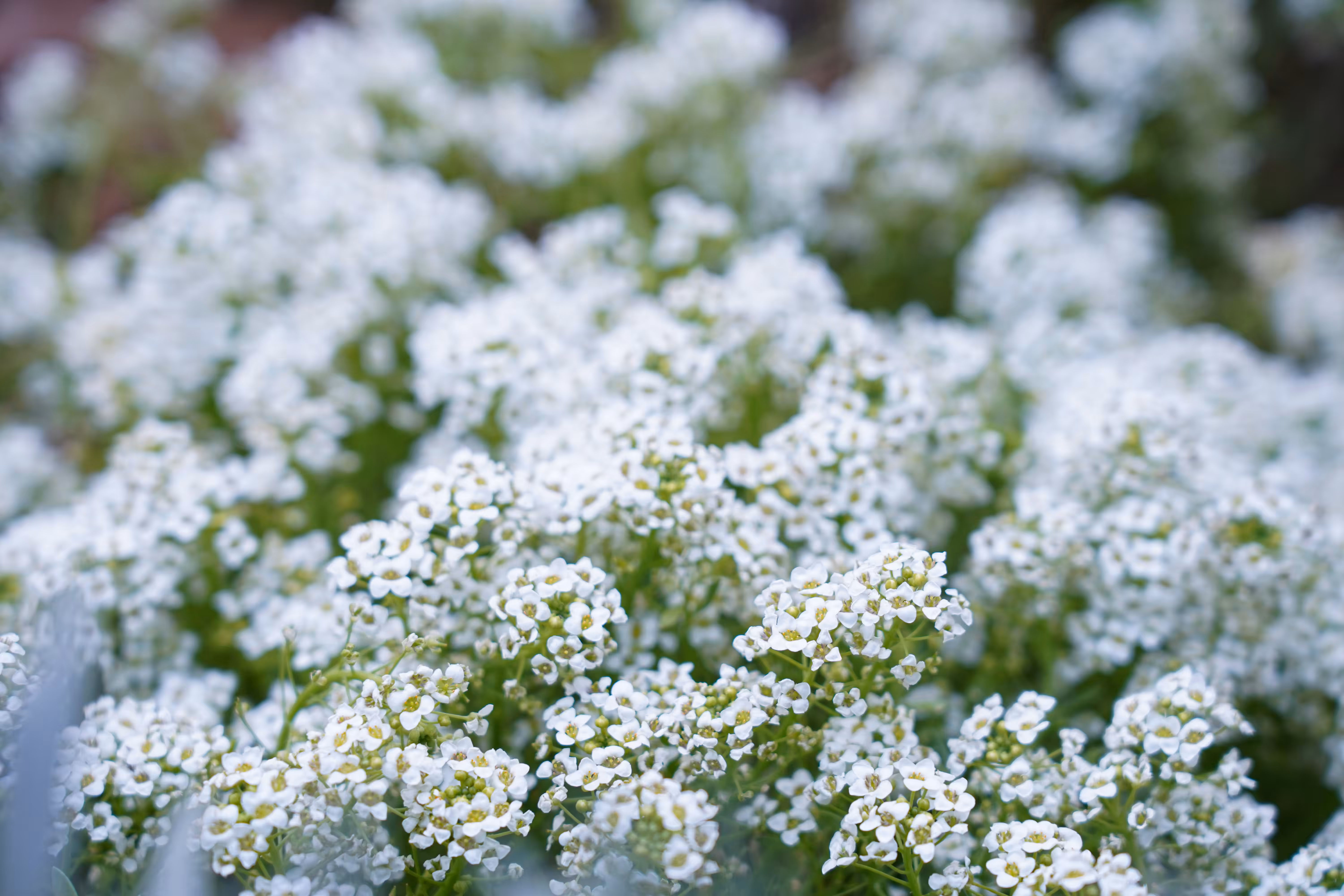 flowers: Summer Snowdrops