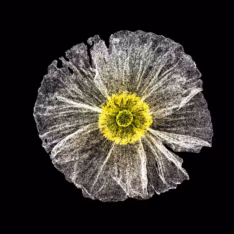 White Poppy 30 #176