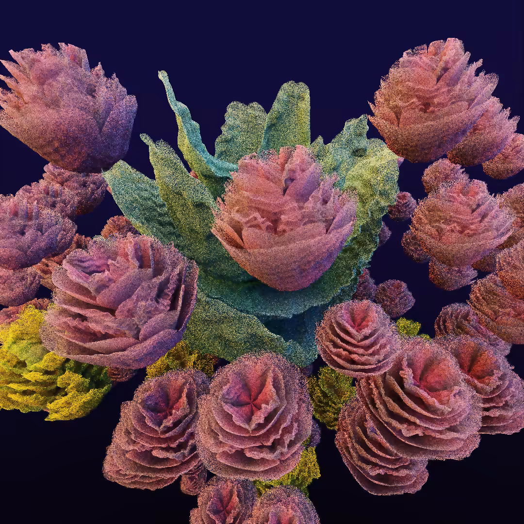 rosarium #81