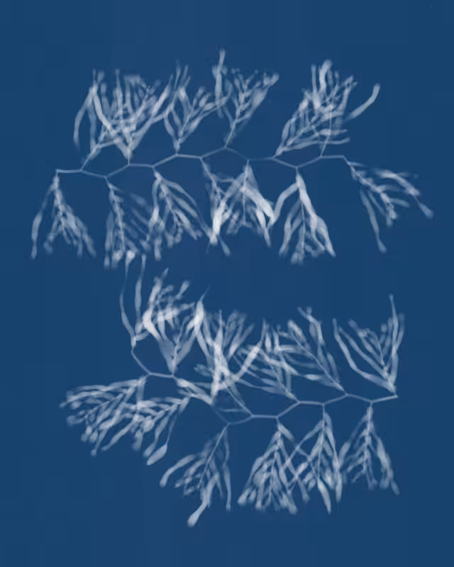 Cyanotypes #164