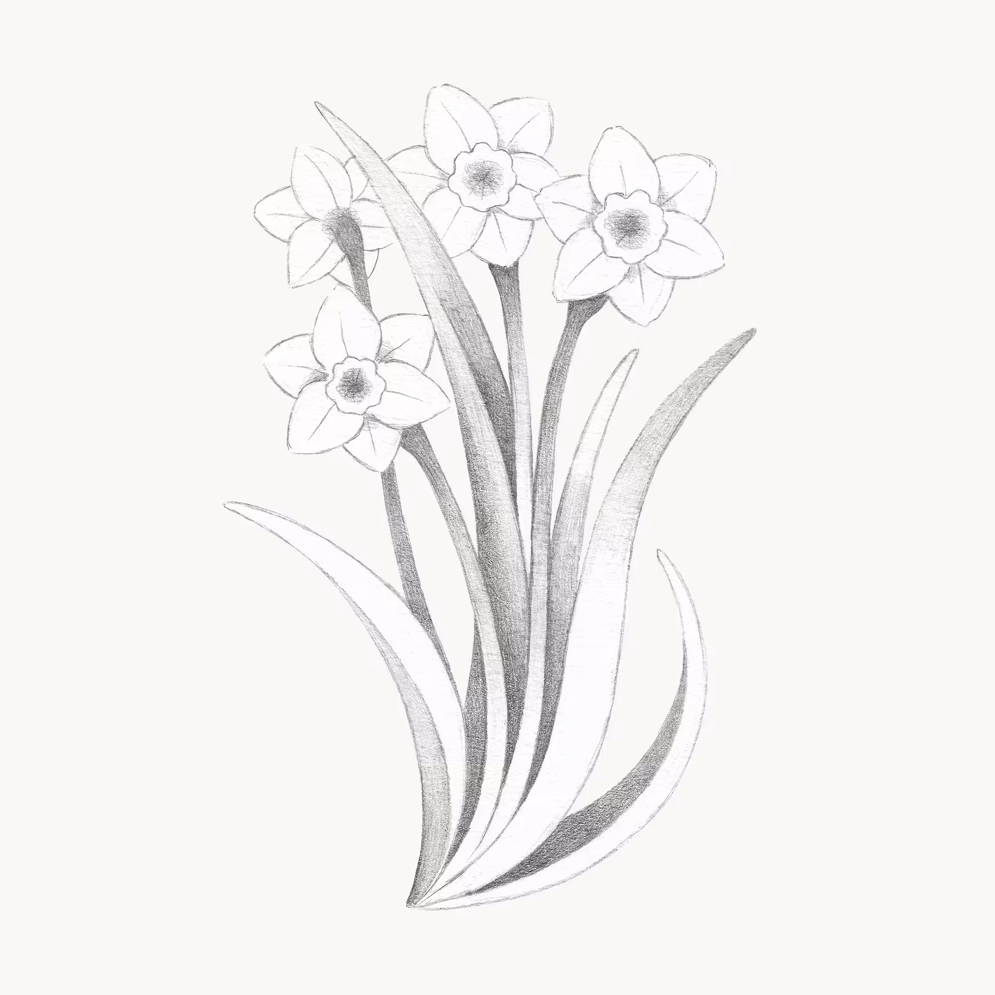 Daffodil