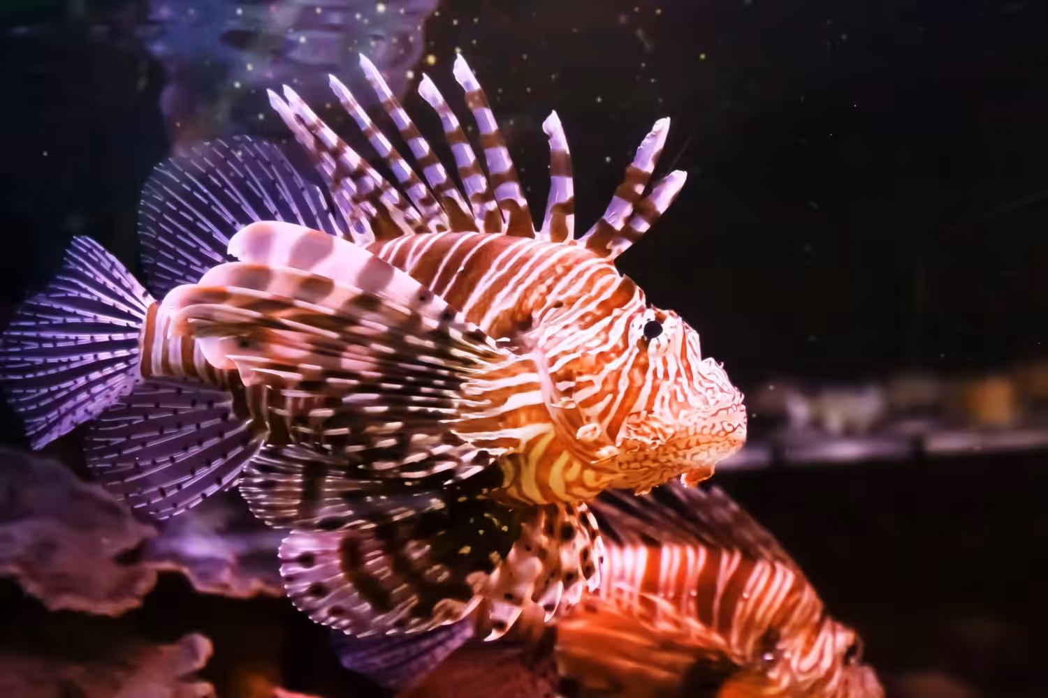 Animated Nature Life