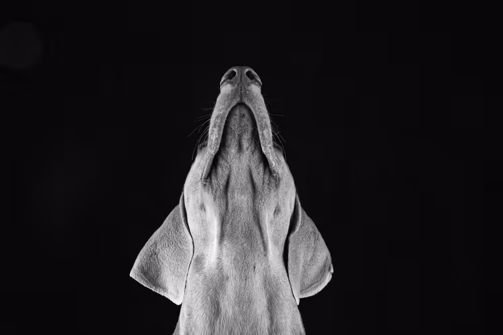 Weimaraner Looking Up (Black + White)