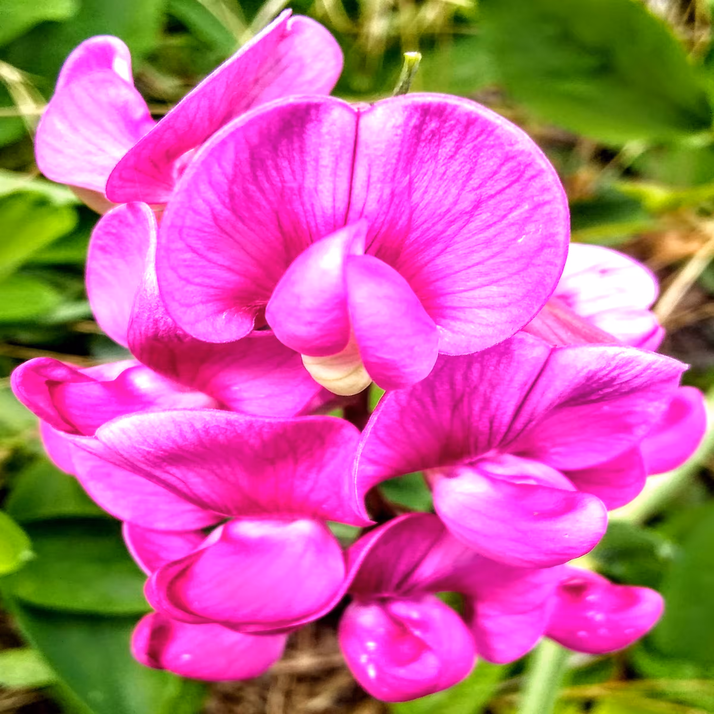 Flower #3