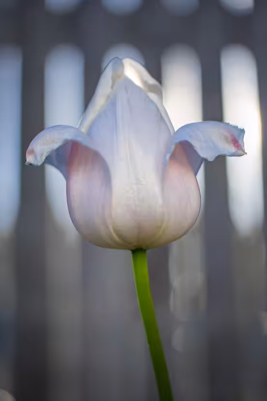 Fleur-de-Lis