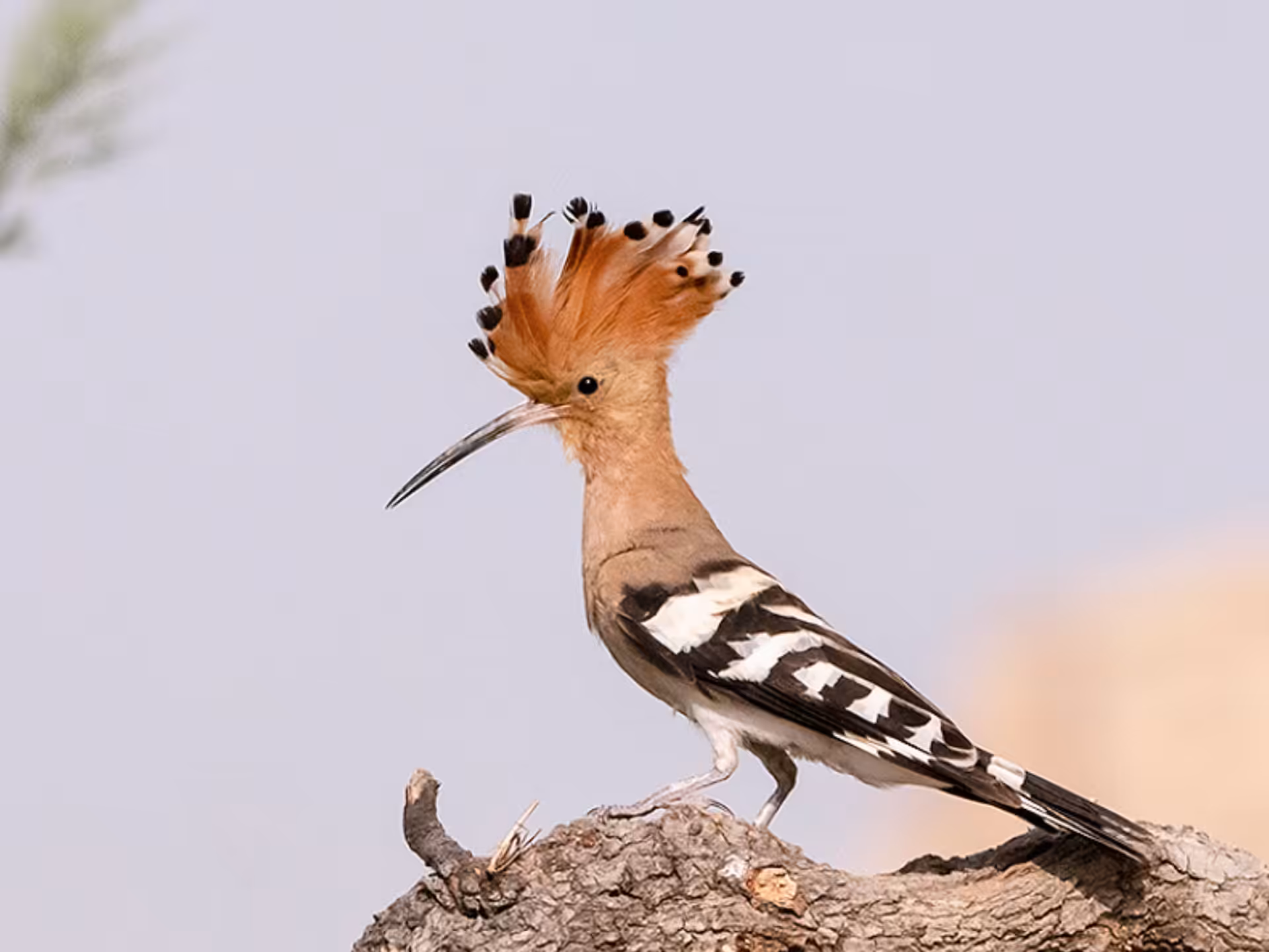 Hoopoe