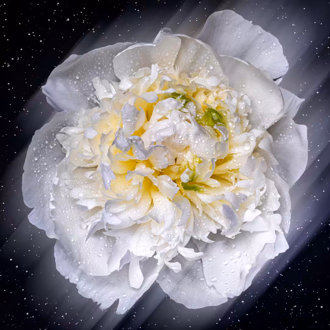 Flower #01