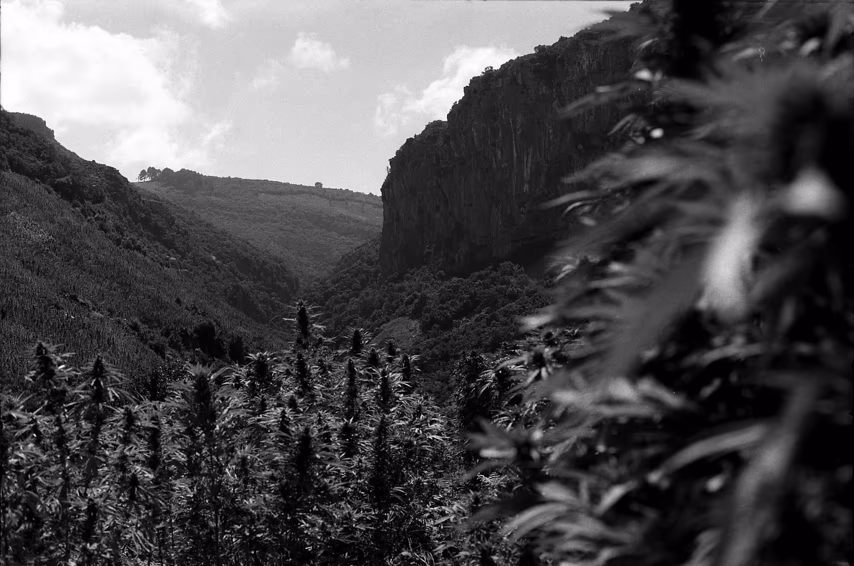 The Mountain Valley 