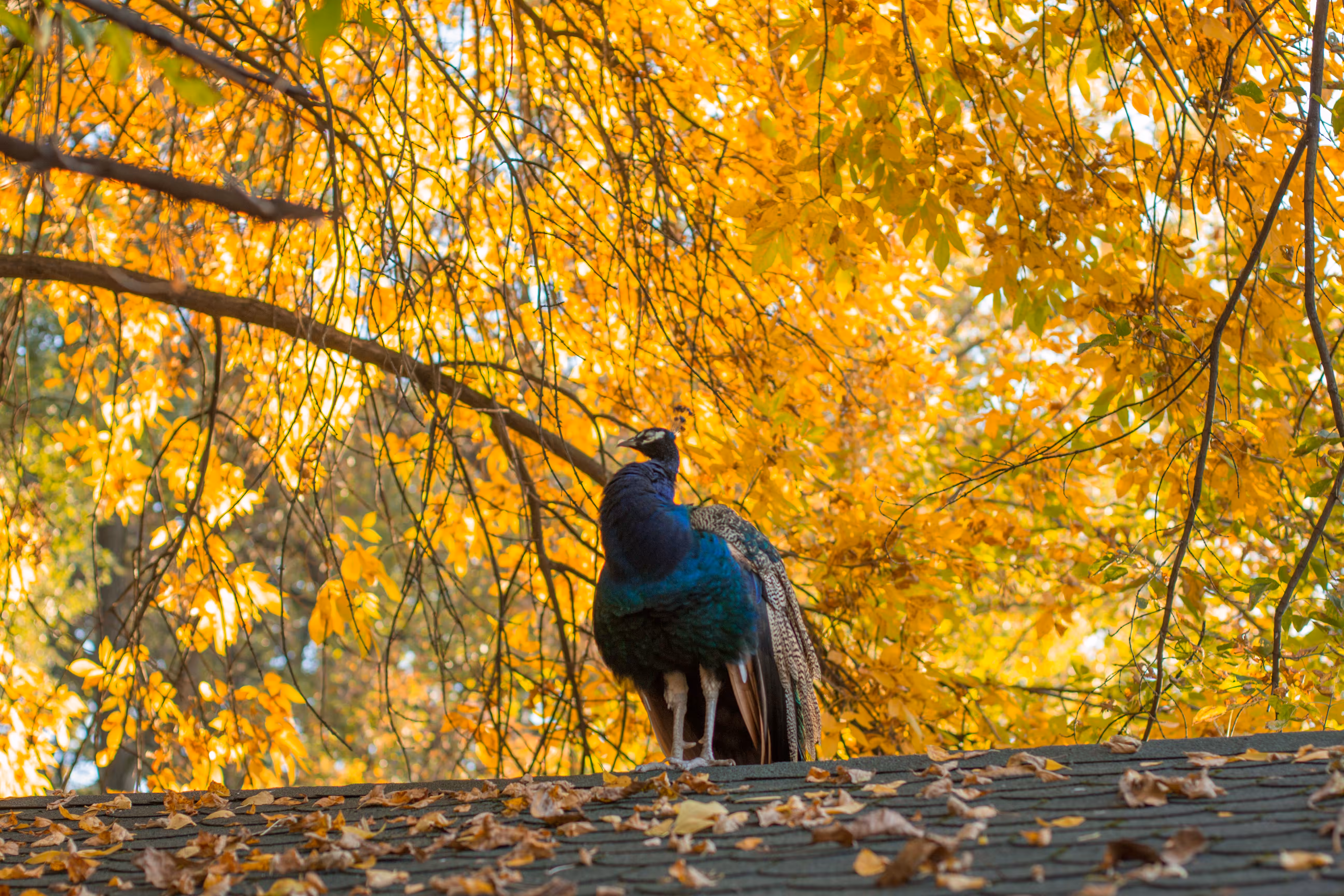 peacock na adi