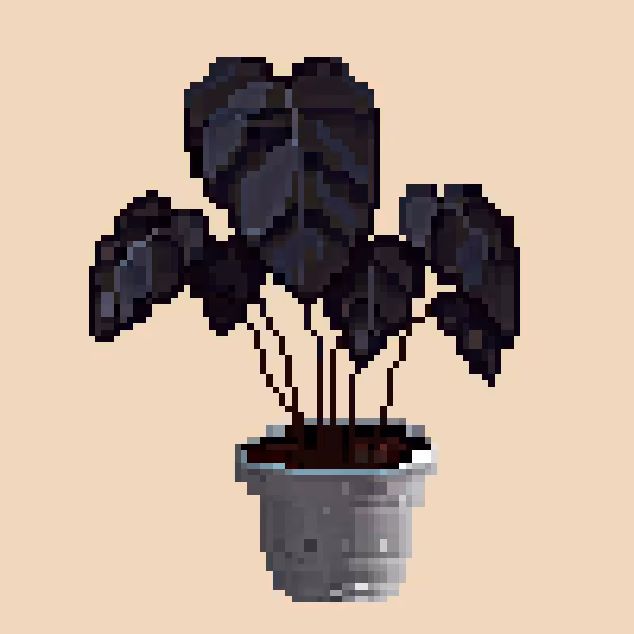 Colocasia.1
