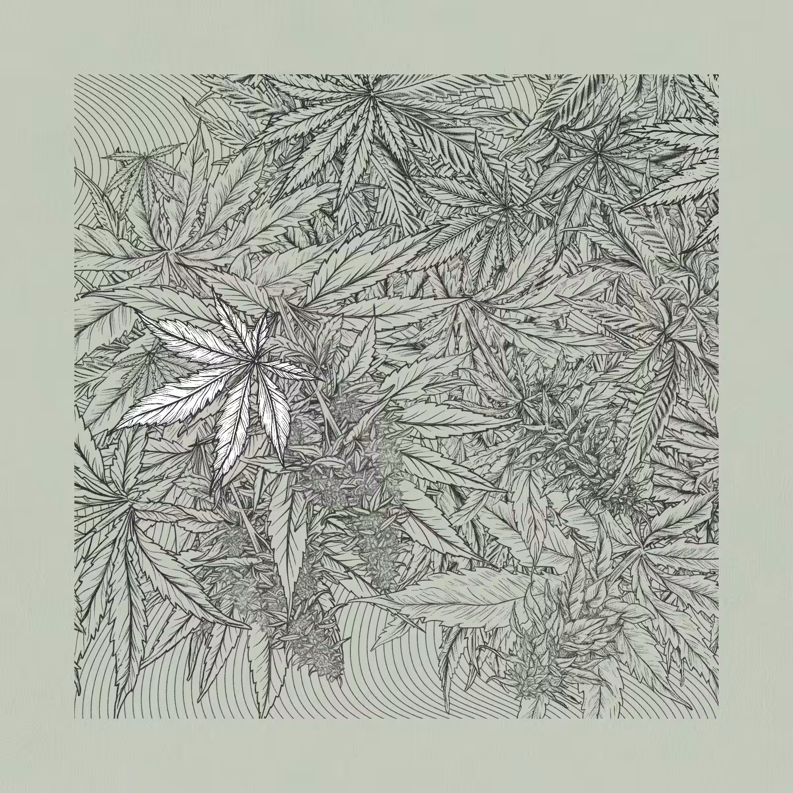 zancannabis #126