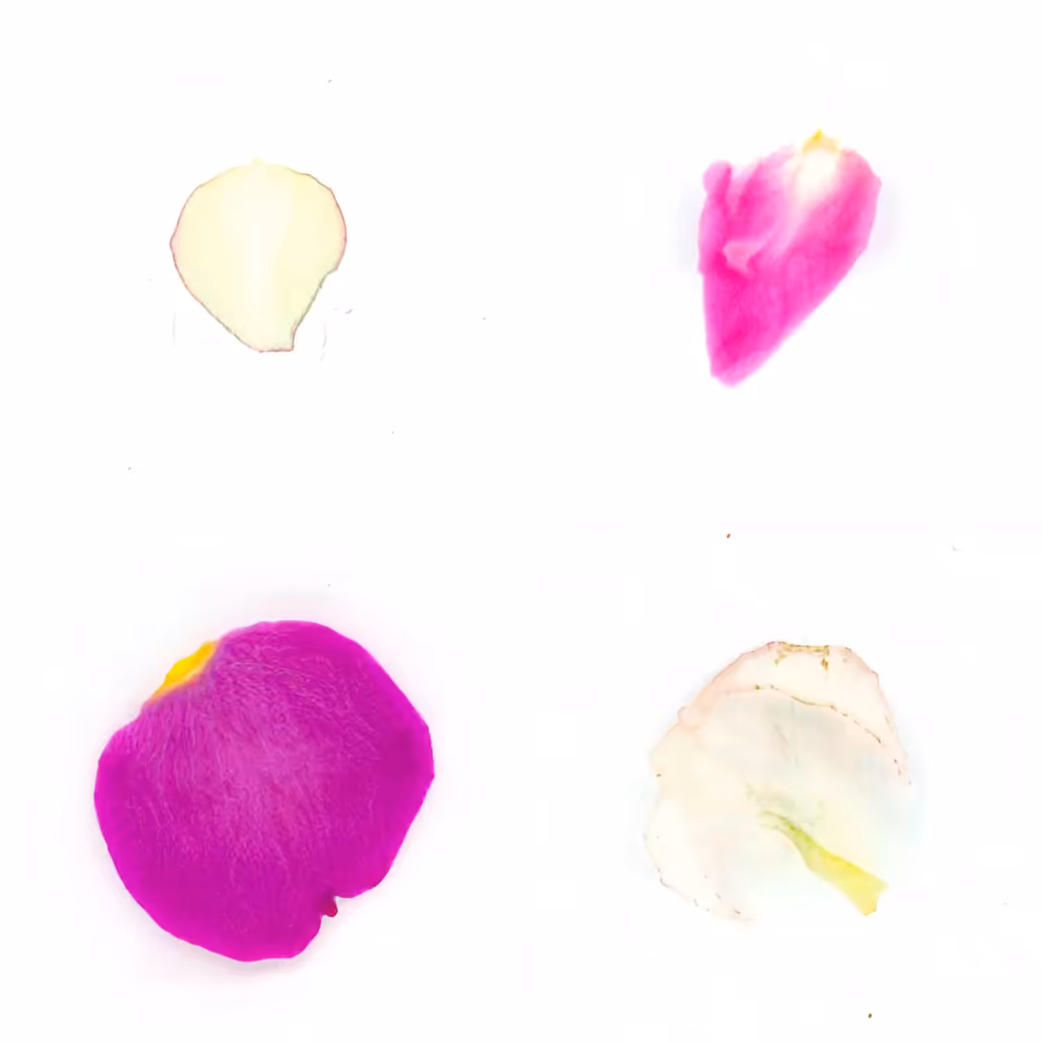 Infinite Petals 2x2#20198