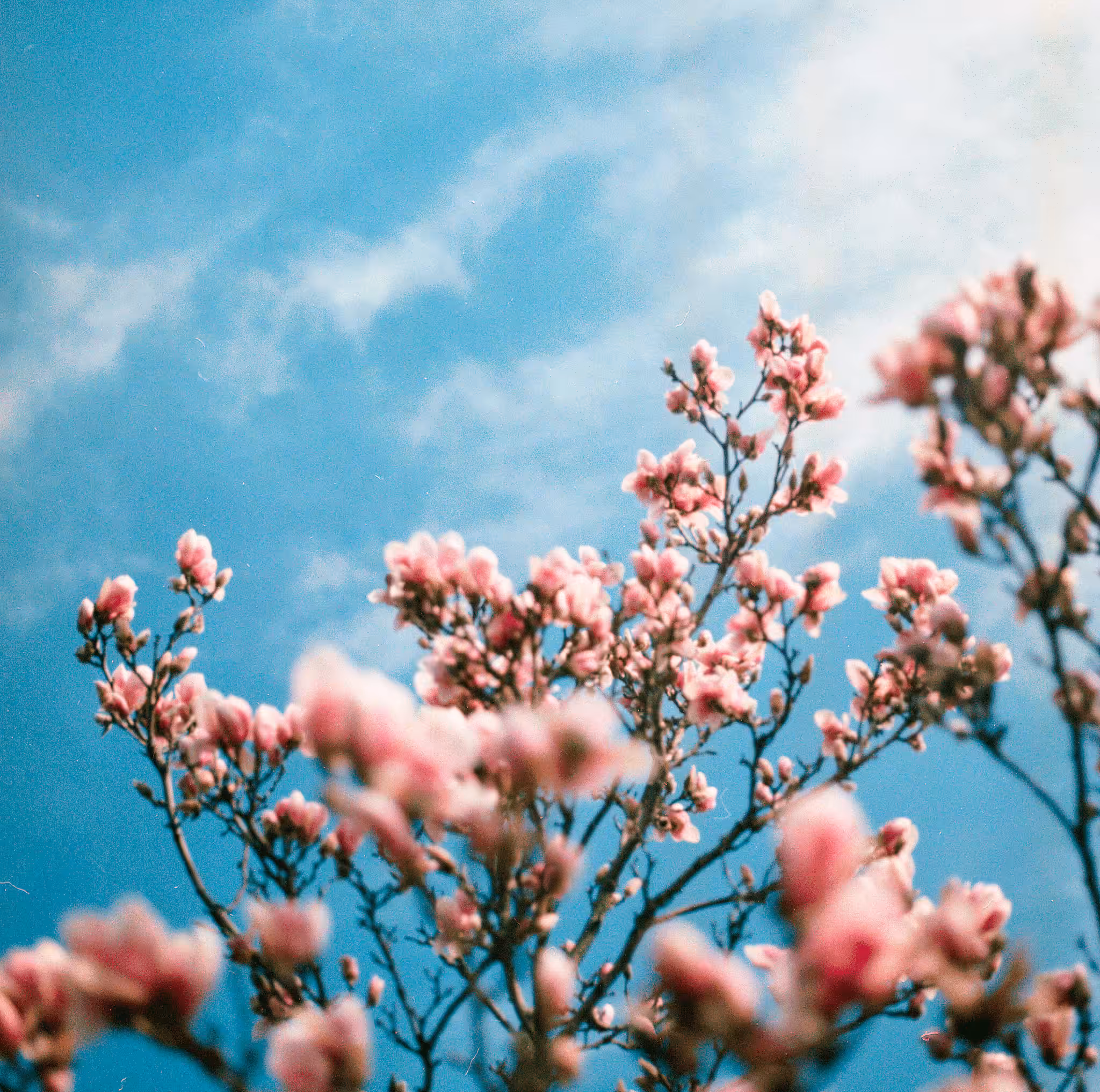 Borrowed Time #07 - Blushing Blossoms 