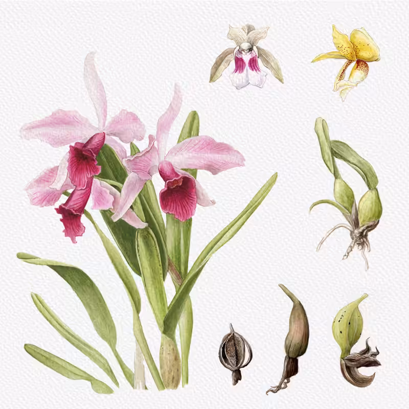 Botanical Illustration - Orchids 1 #88