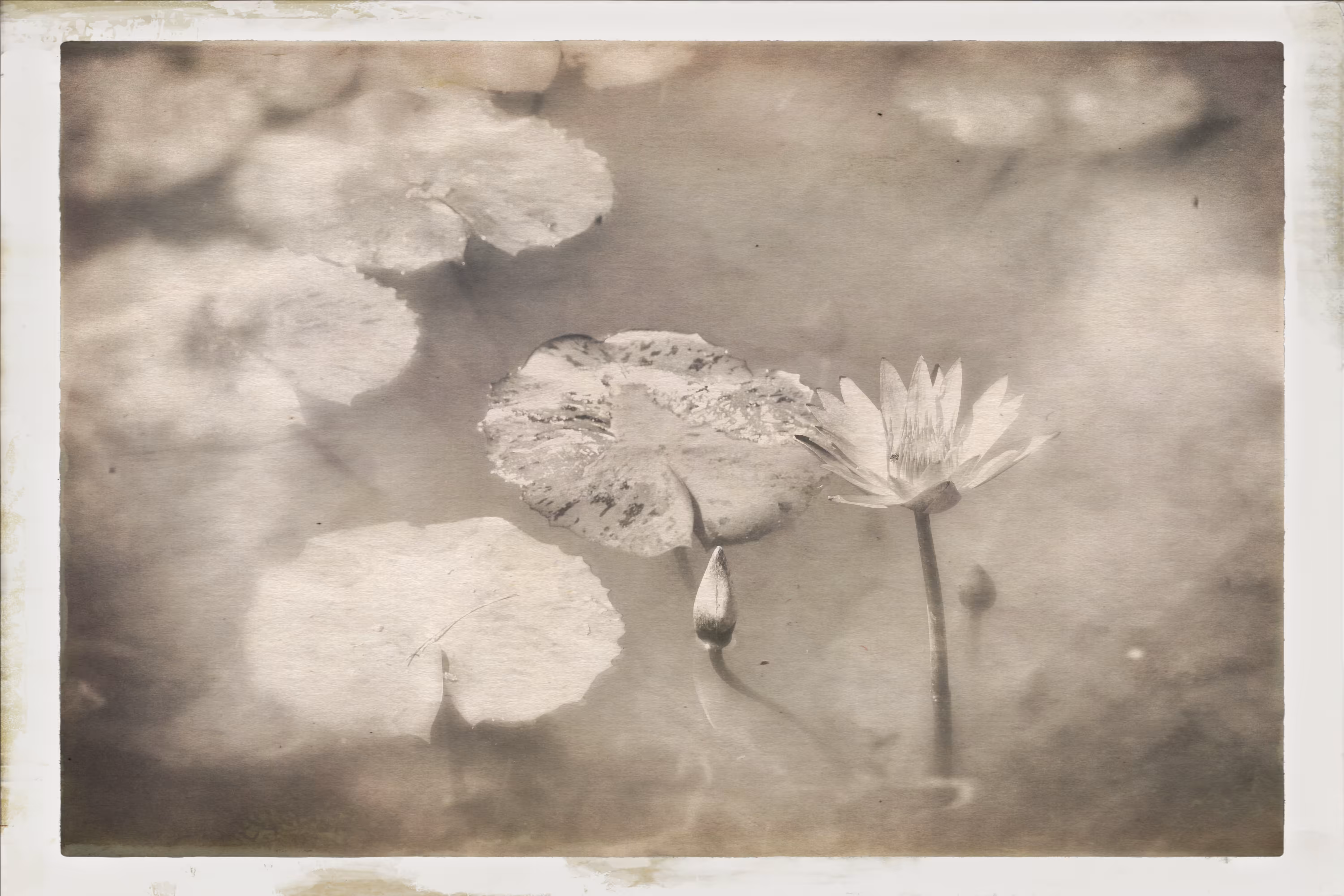 Waterlily