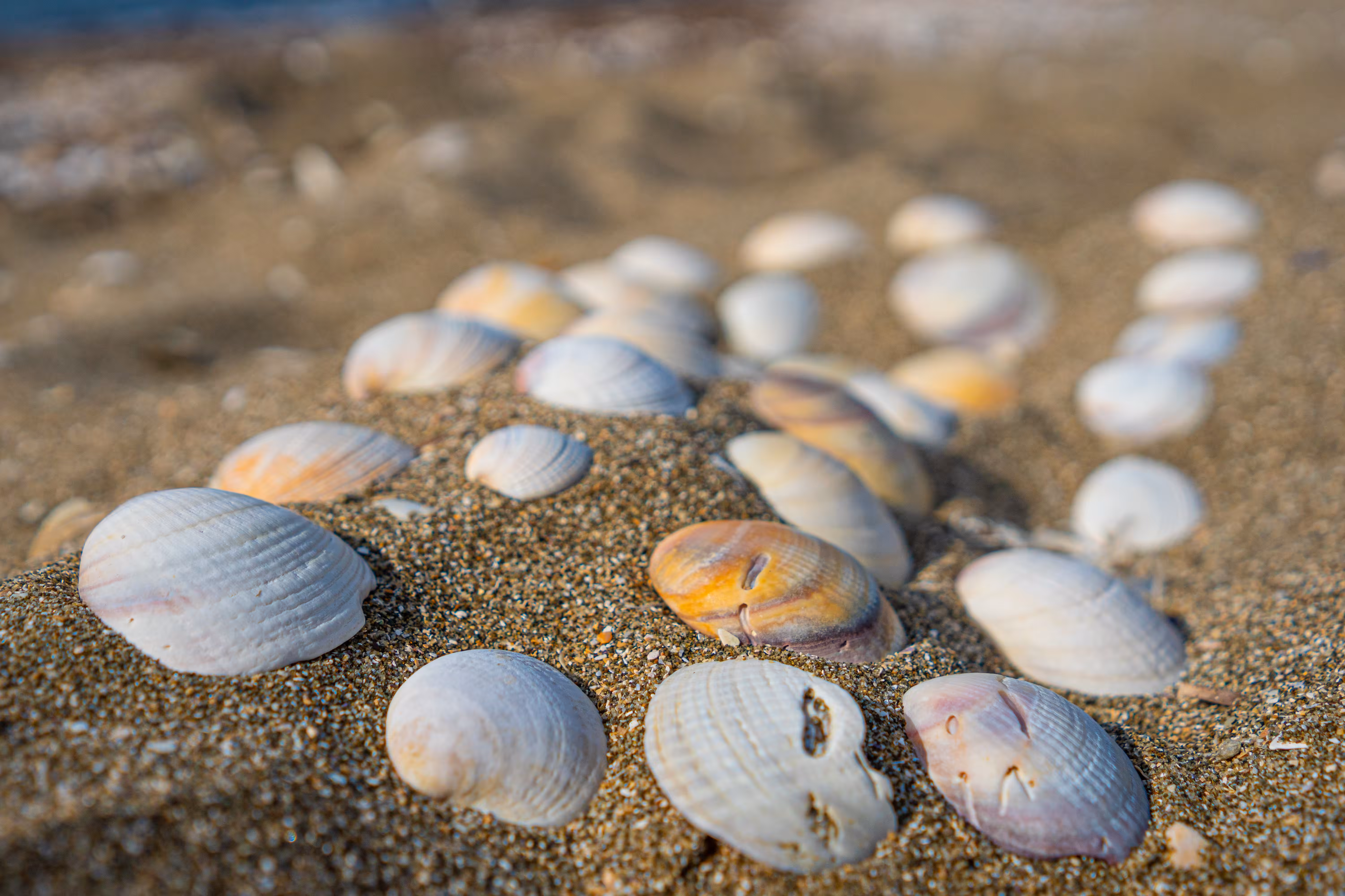 Shells & Sand