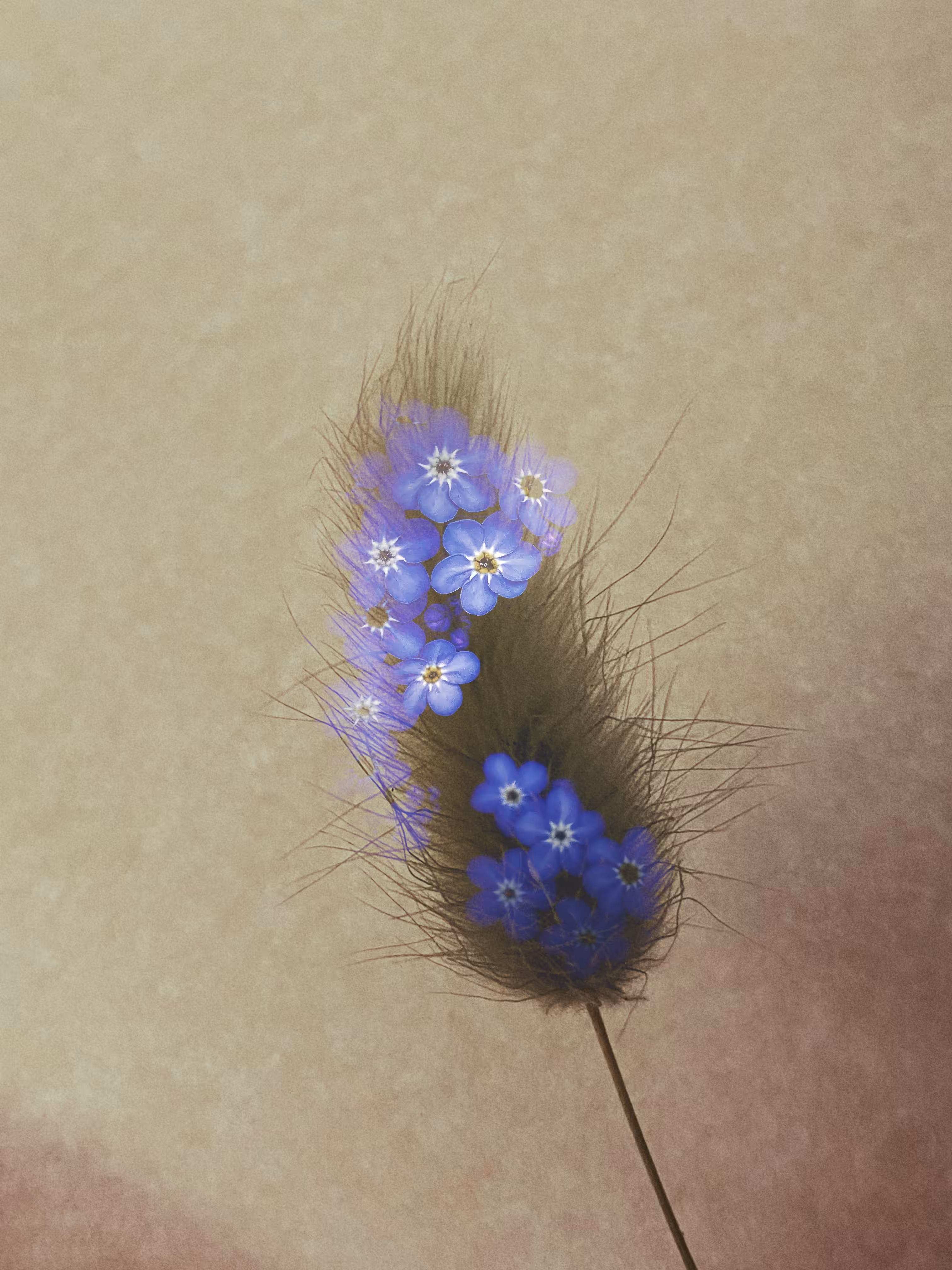 🖤Ghost of My Former Self: Forget-Me-Not💙