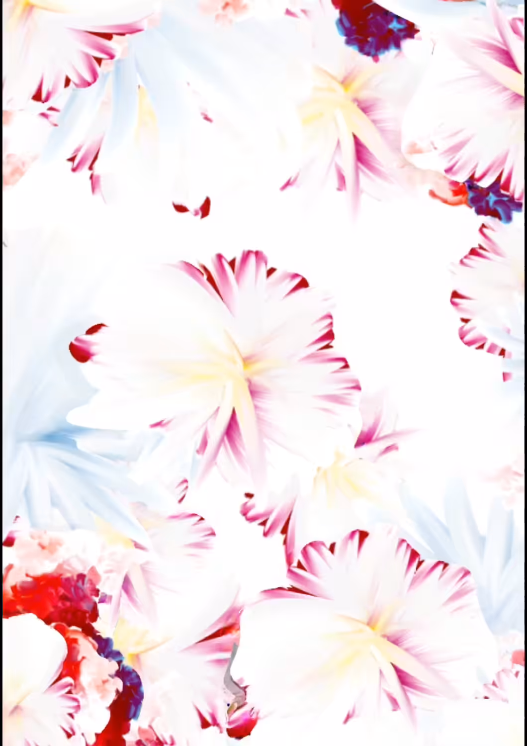 Paula Hibiscus 2021 A.D.